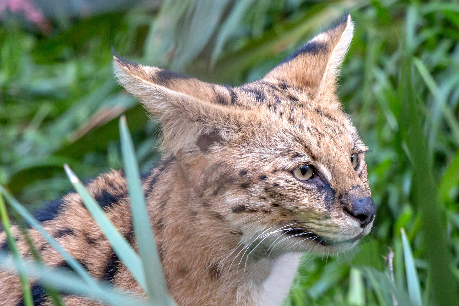 Serval