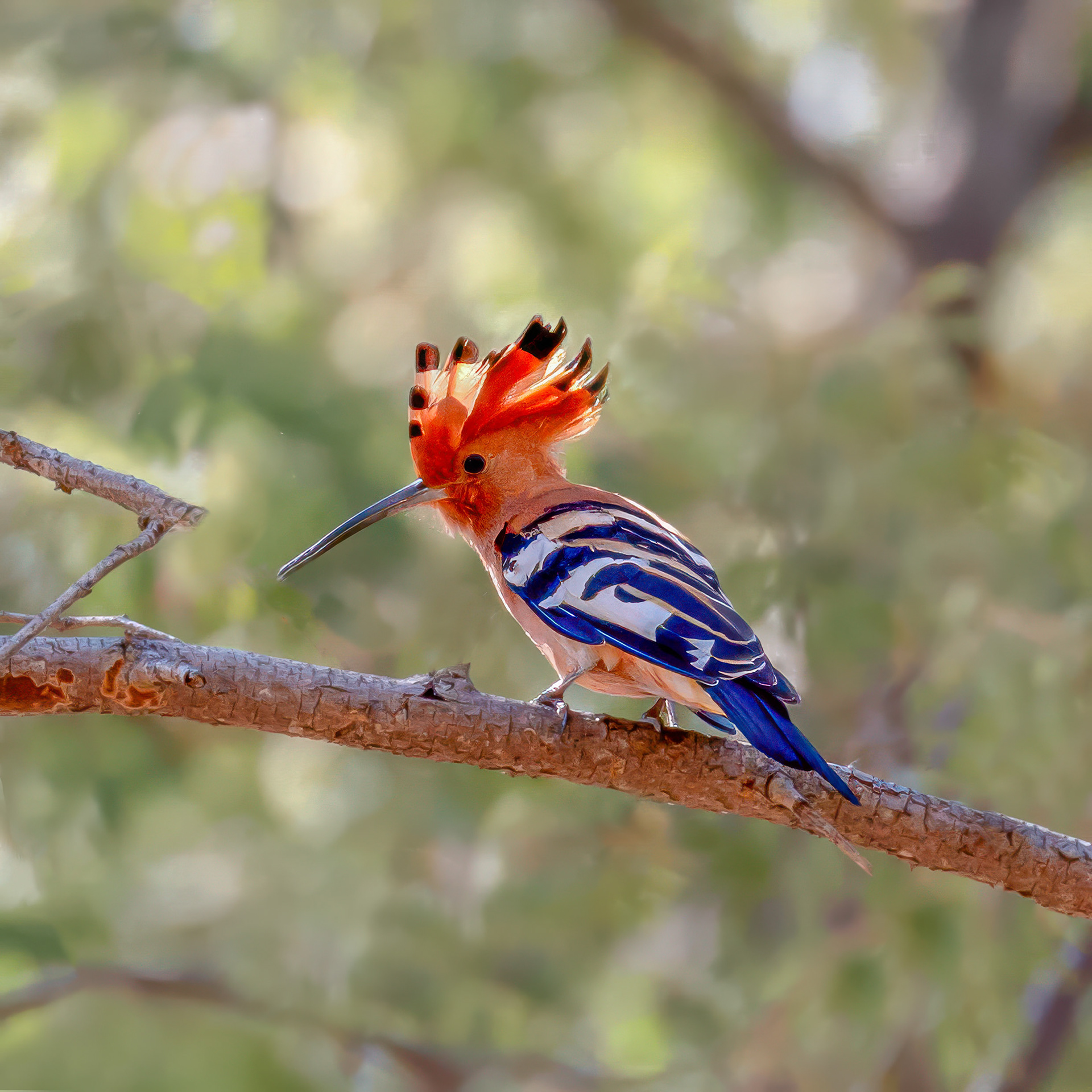 African Hoopoe