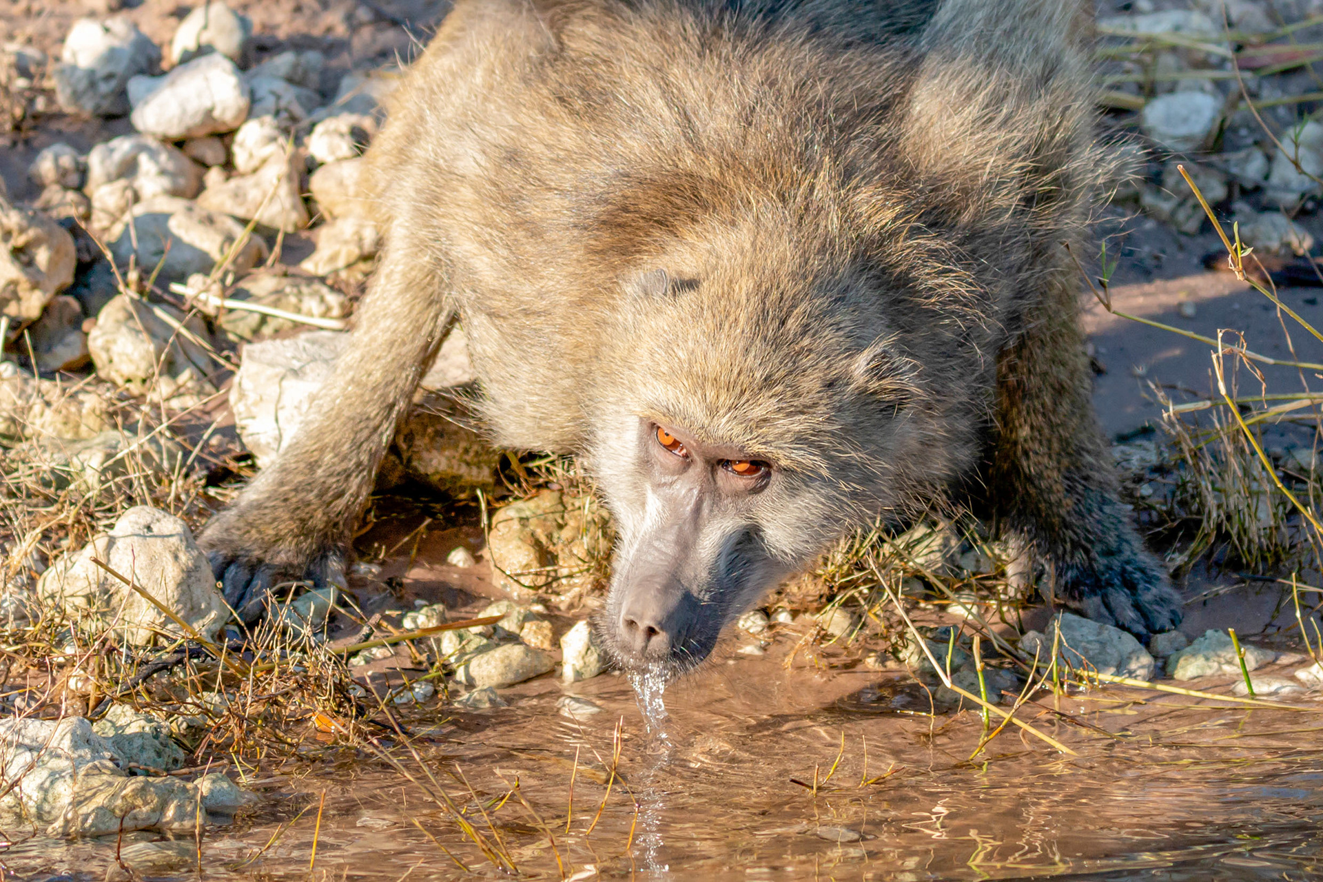 Chacma Baboon