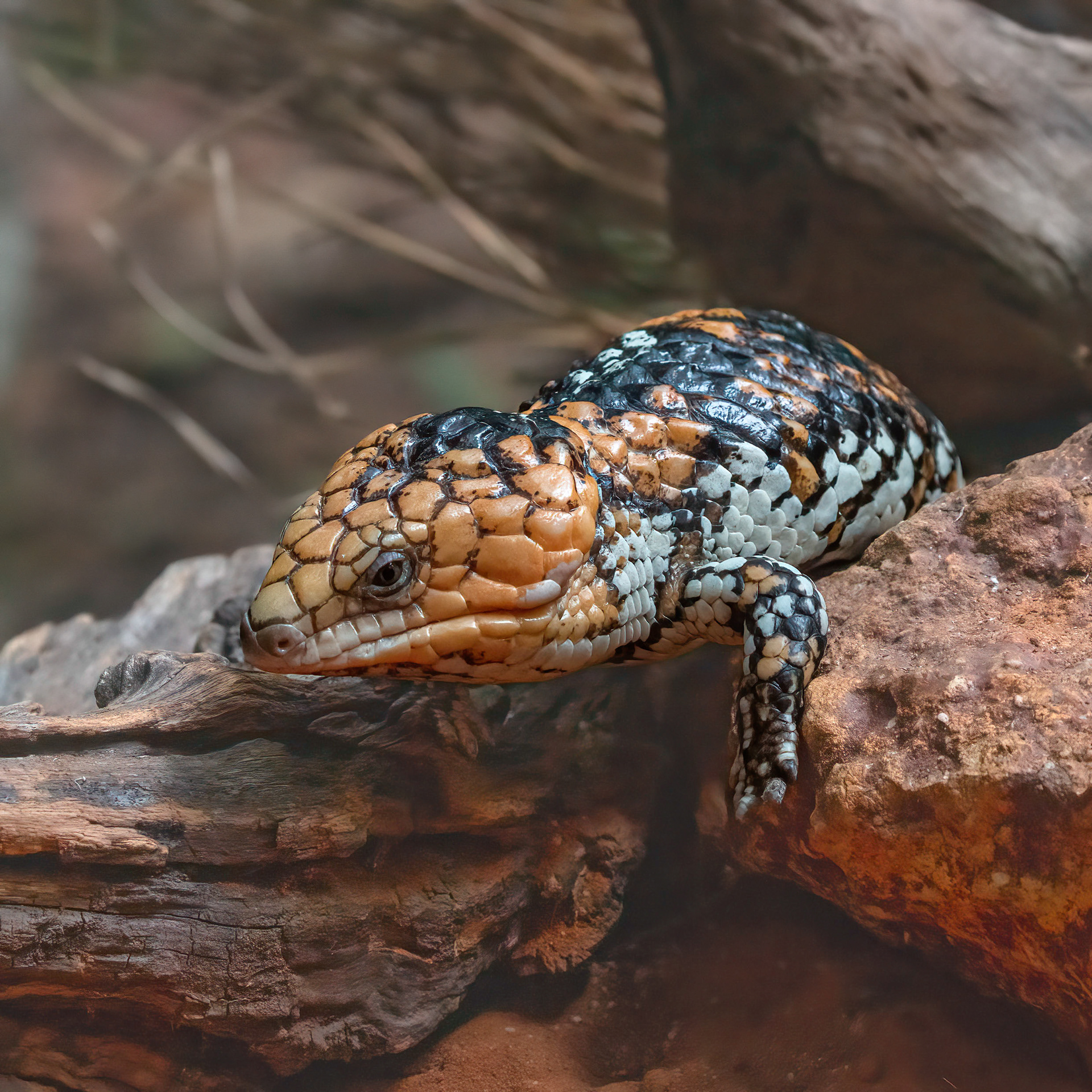 Shingleback Lizard