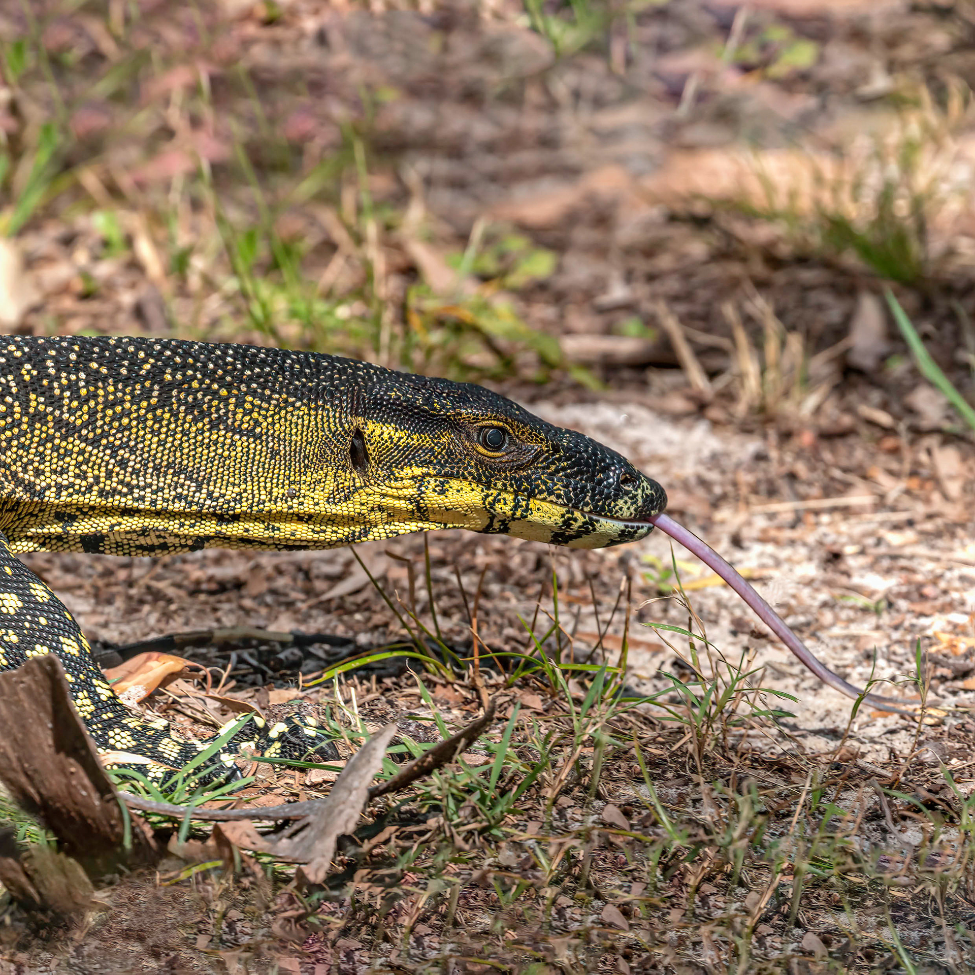 Lace Monitor