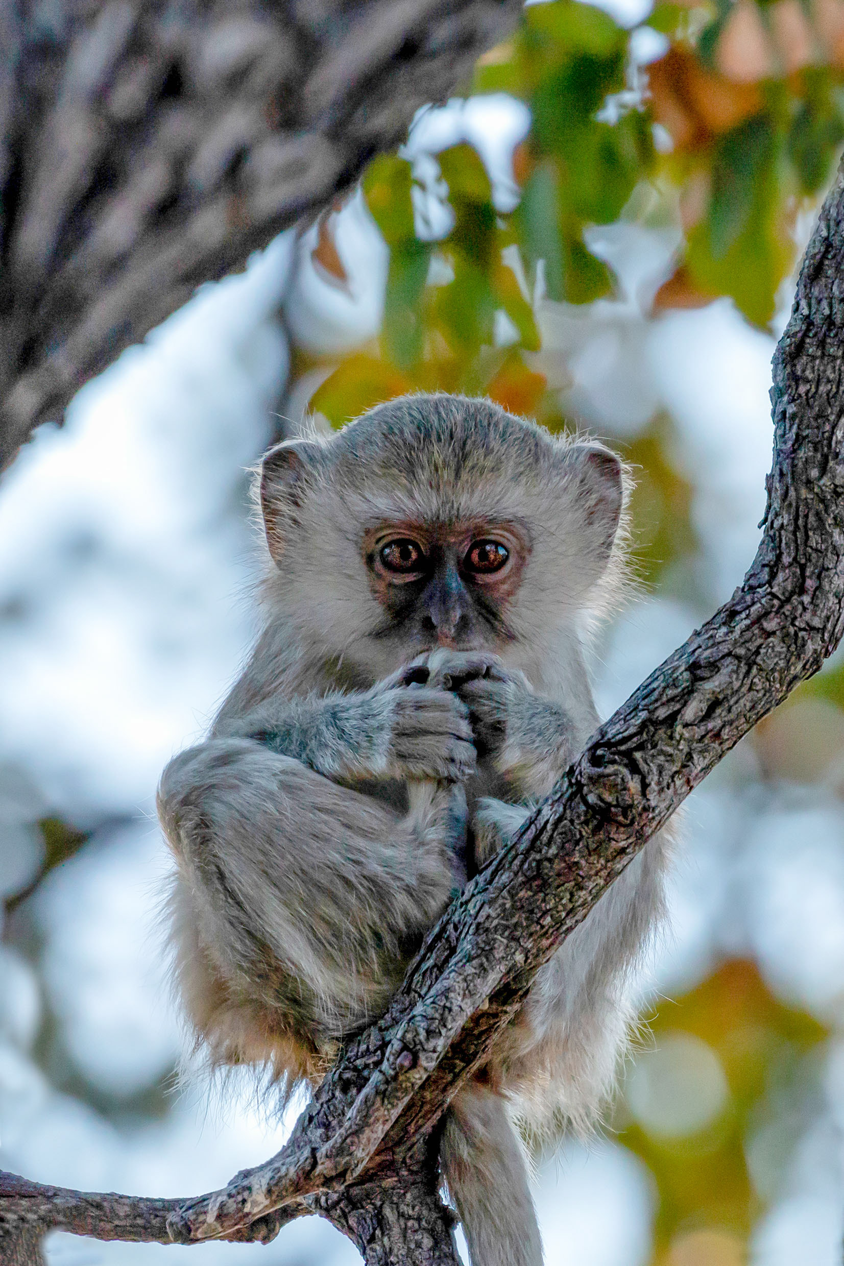 Vervet Monkey