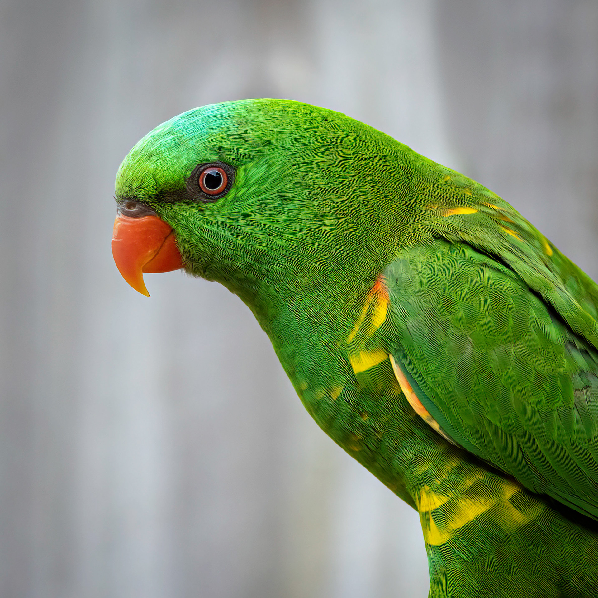 Scaly-breasted Lorikeet
