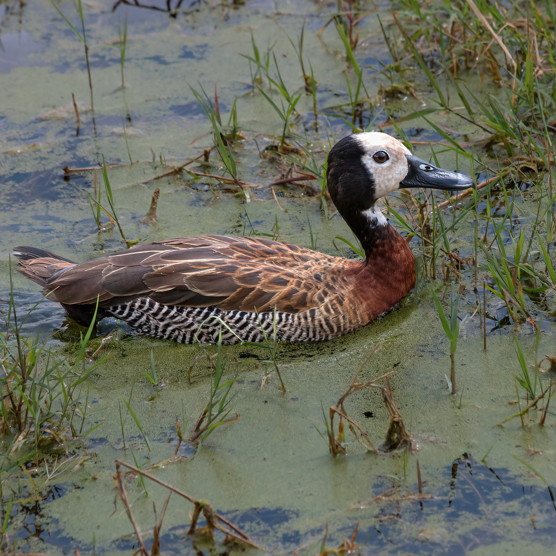 White-faced Whistling Duck
