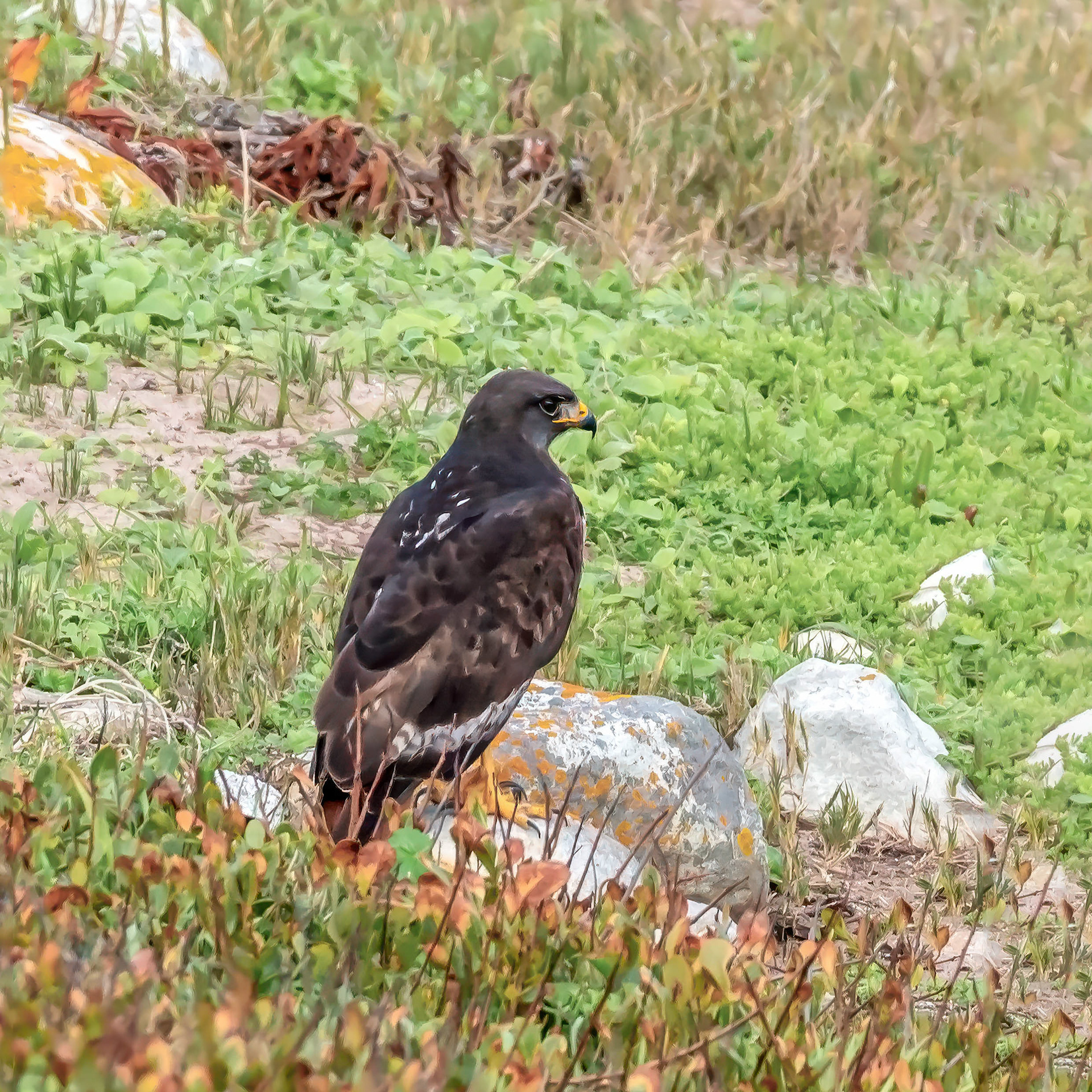 Verreaux Eagle 