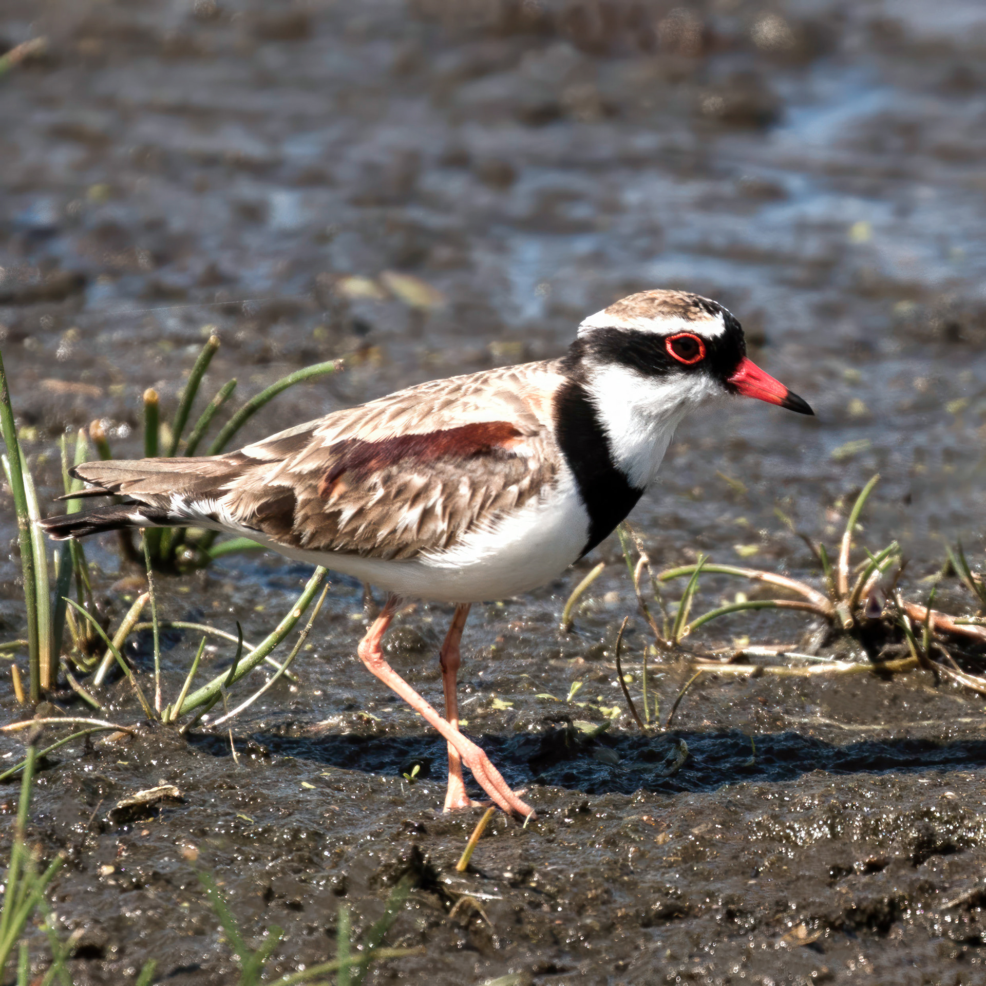 Black-fronted Dotterel