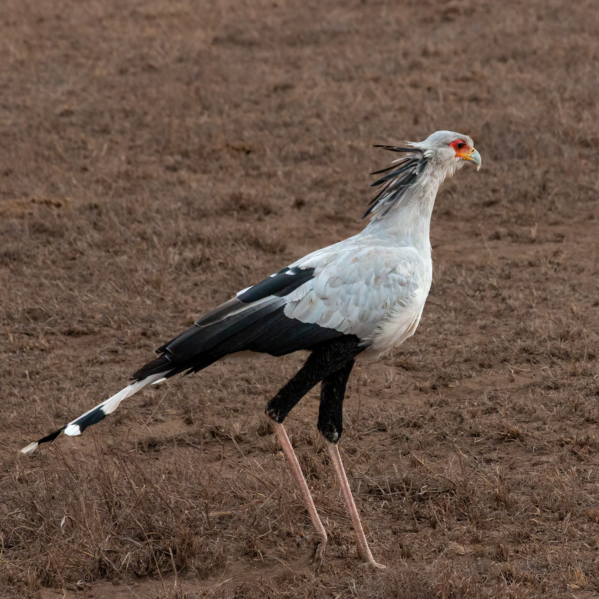 Secretarybird