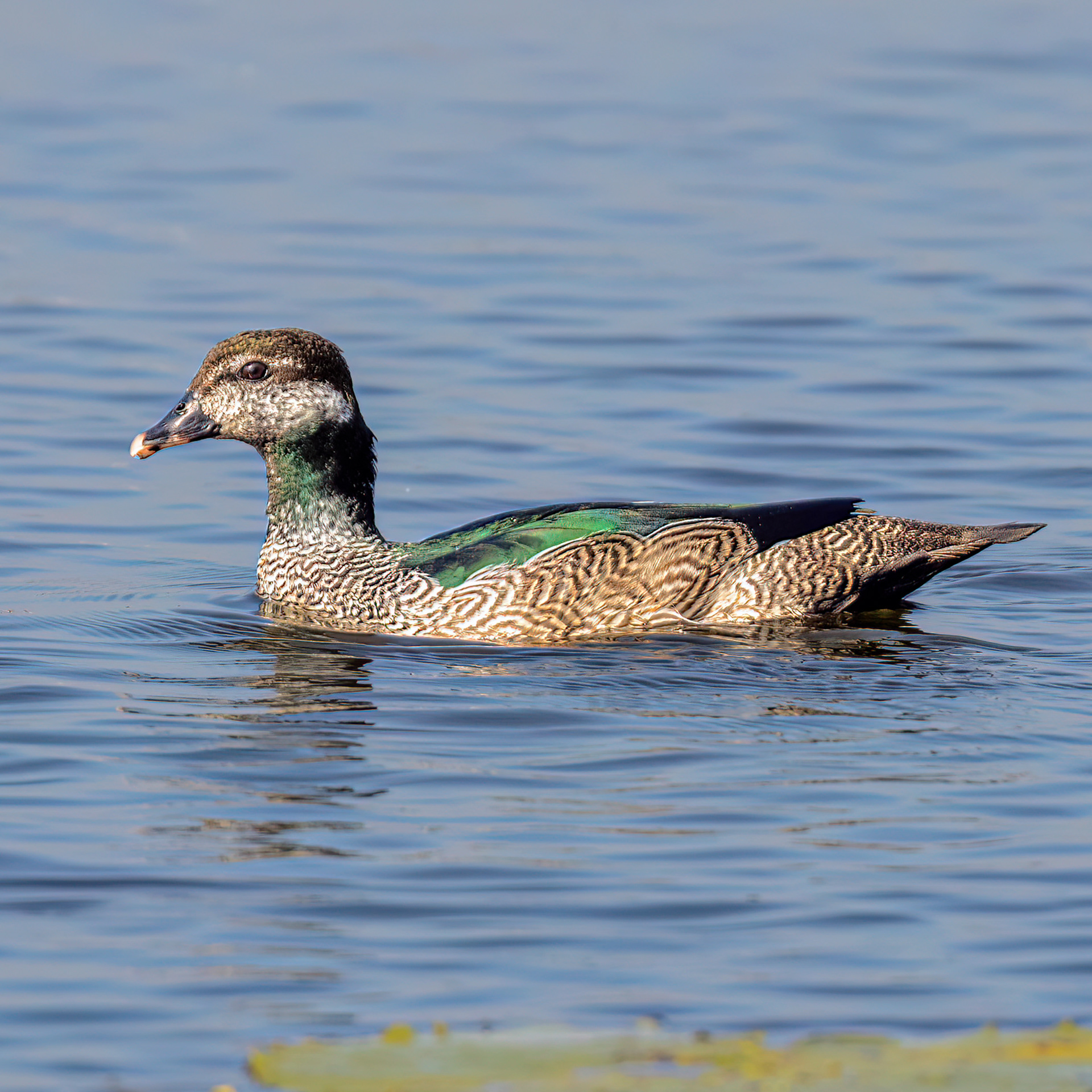 Green Pygmy-Goose