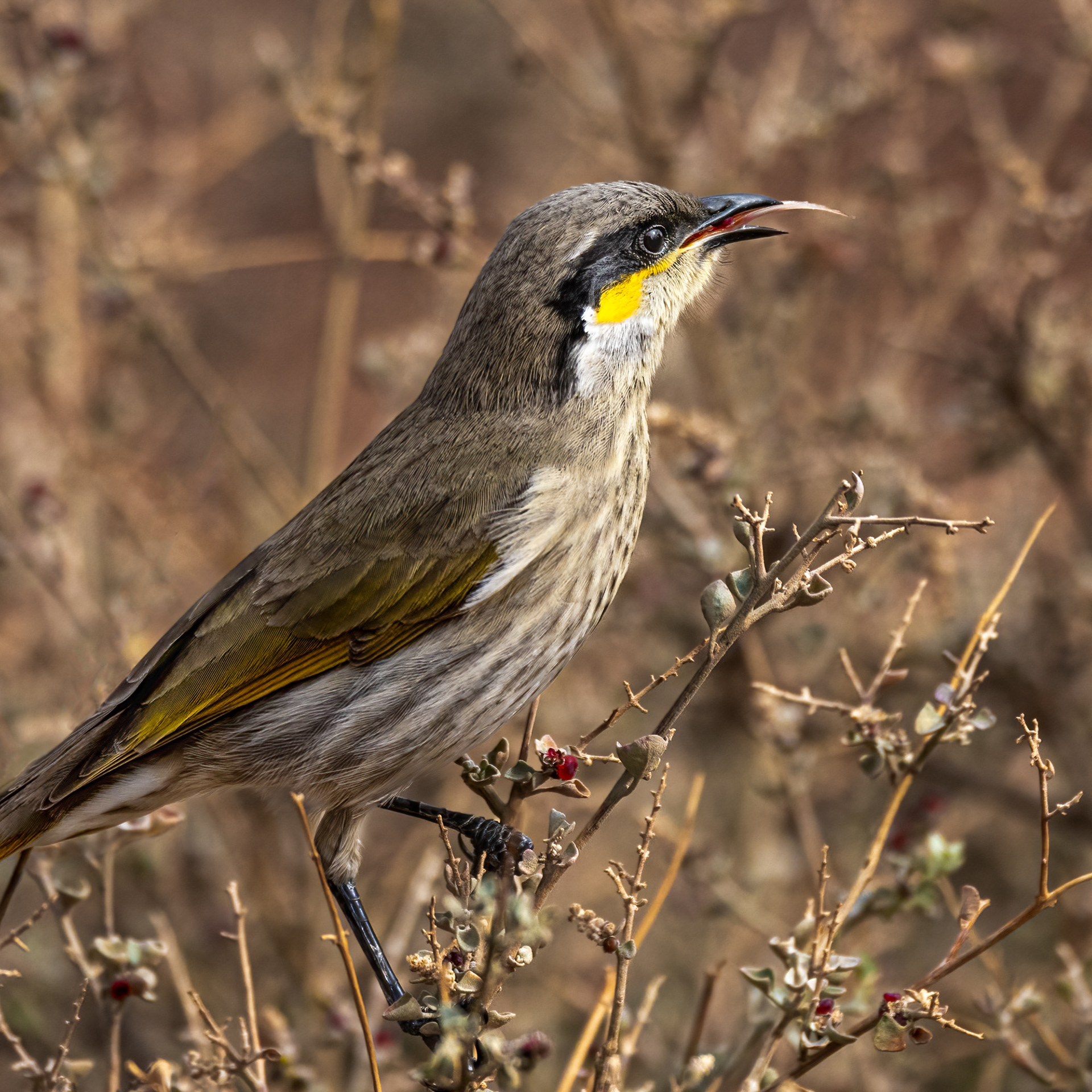 Singing Honeyeater