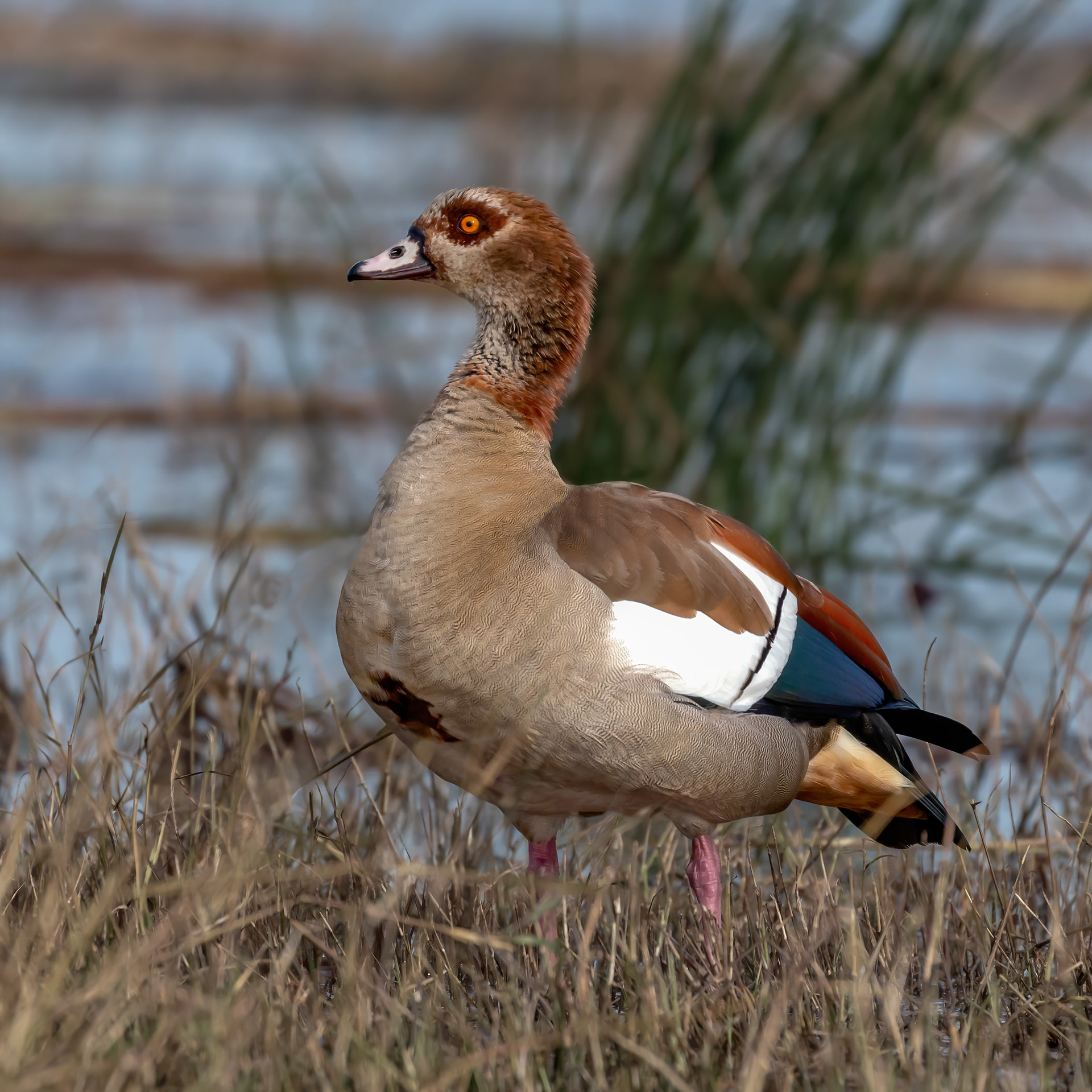Egyptian Goose