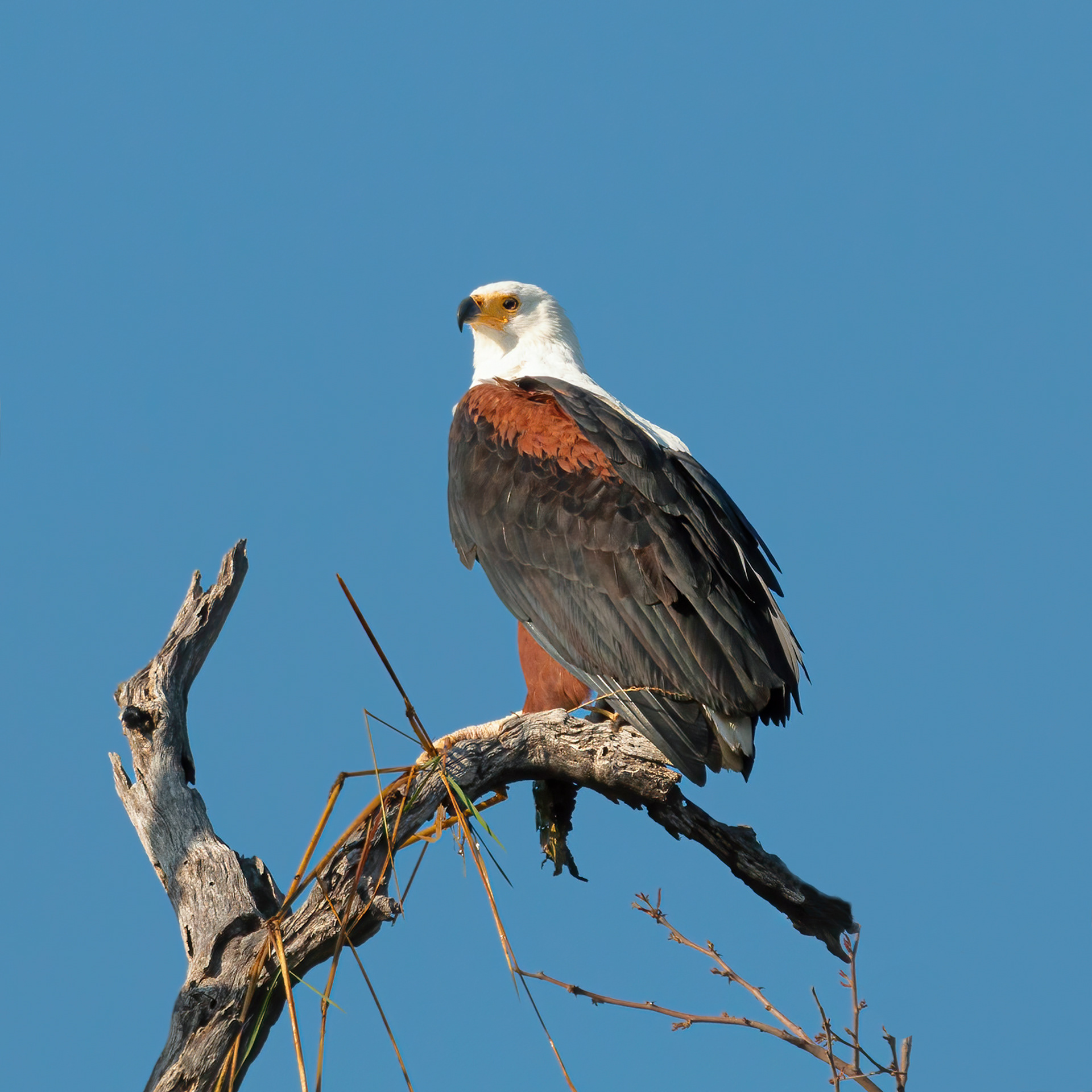 African Fish Eagle 