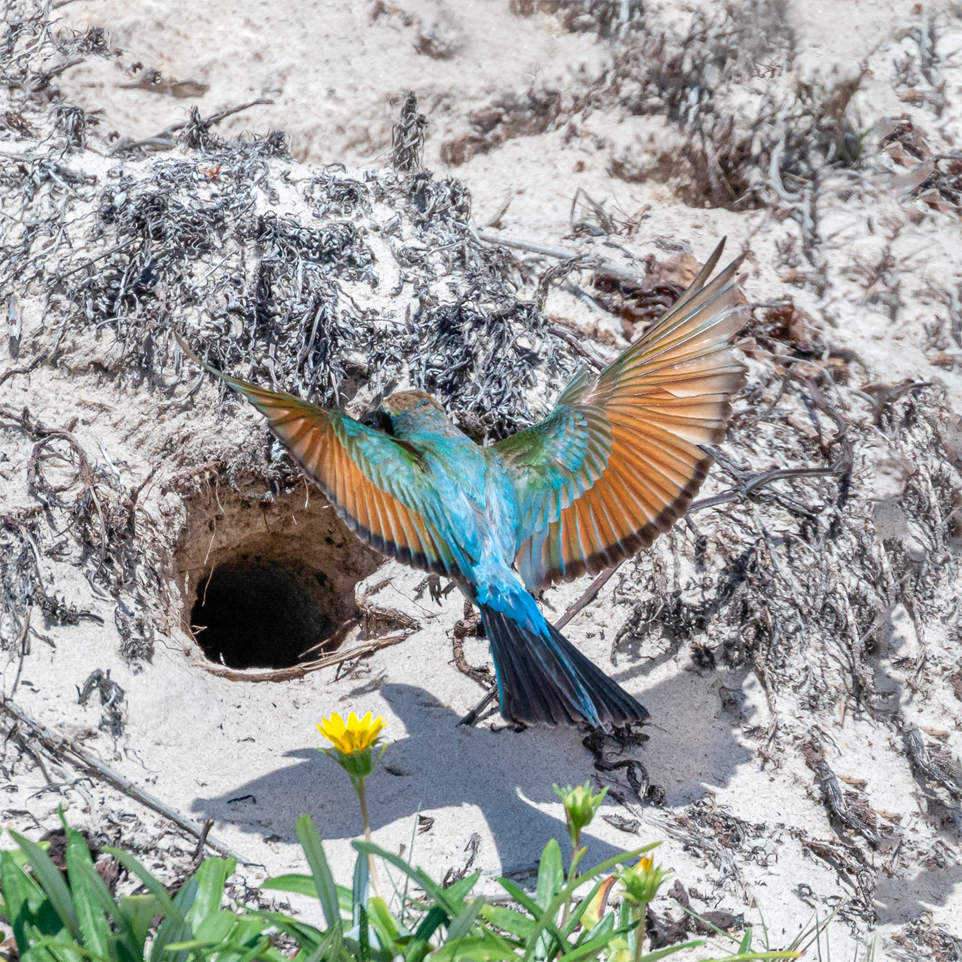 Rainbow Bee-eater