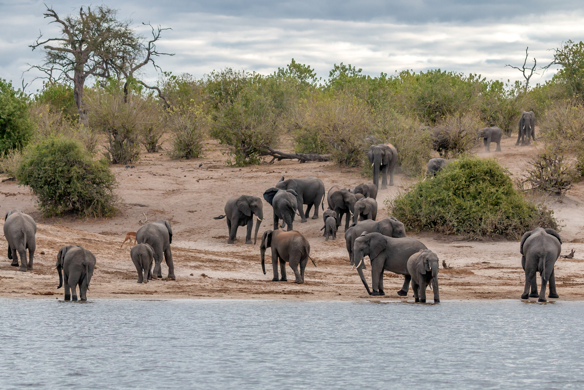 The herd at the Chobe River