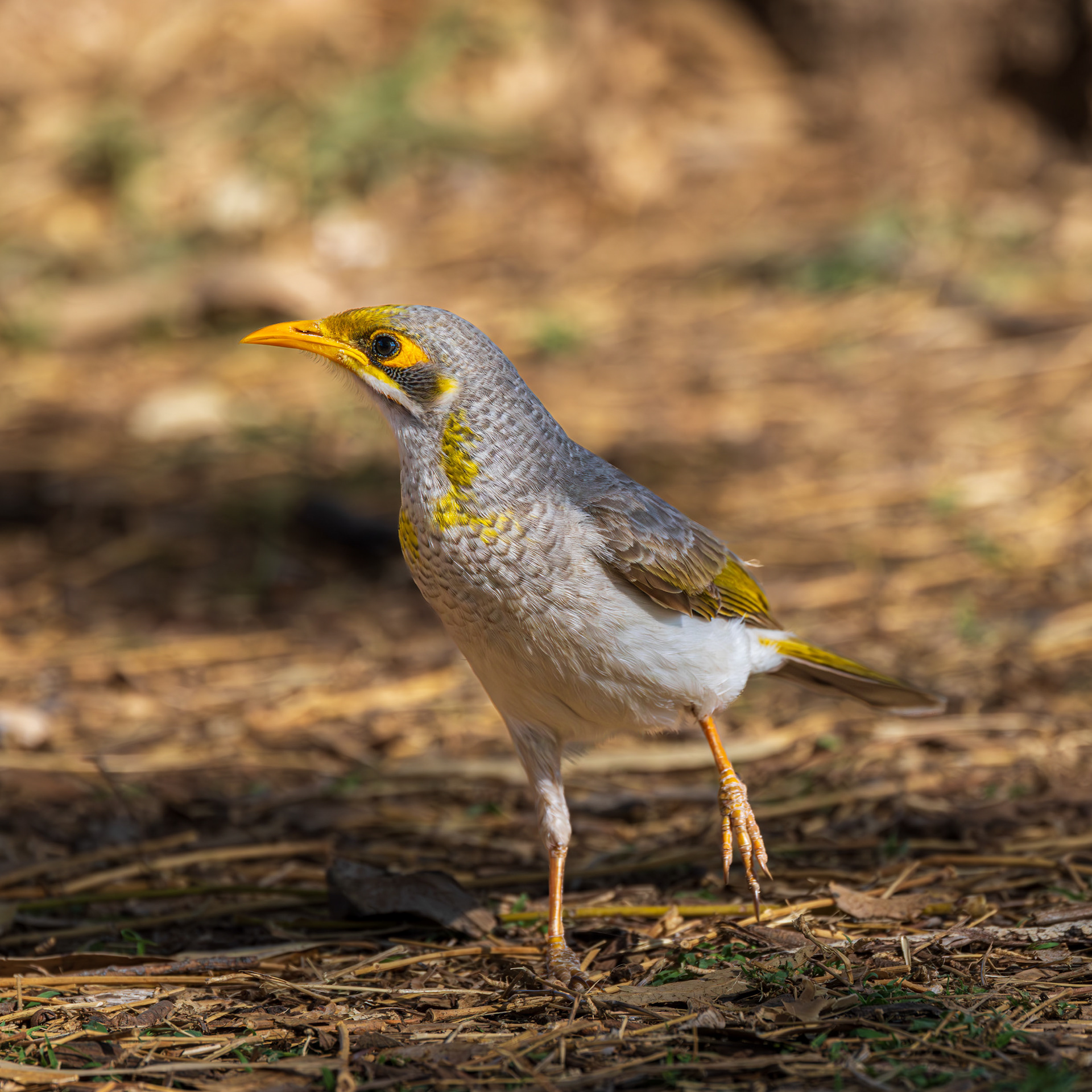 Yellow-throated Miner