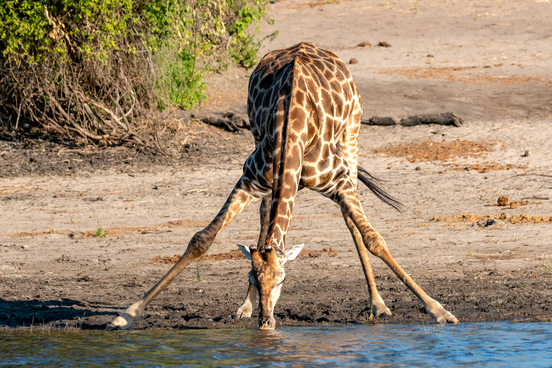 Giraffe at the Chobe River
