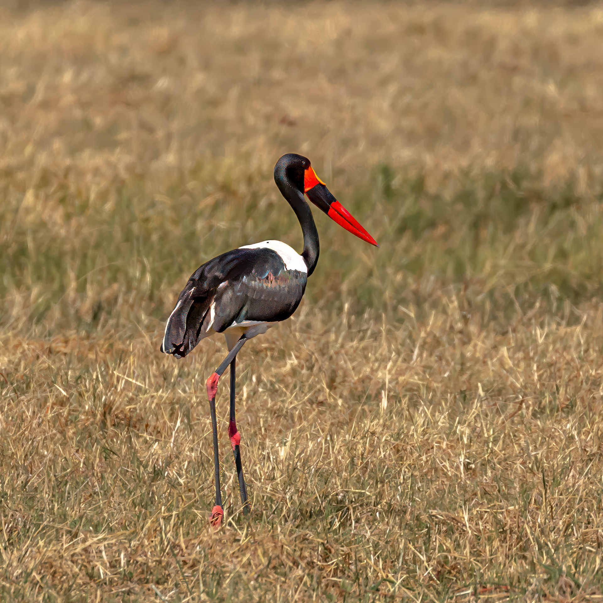 Saddle-billed Stork