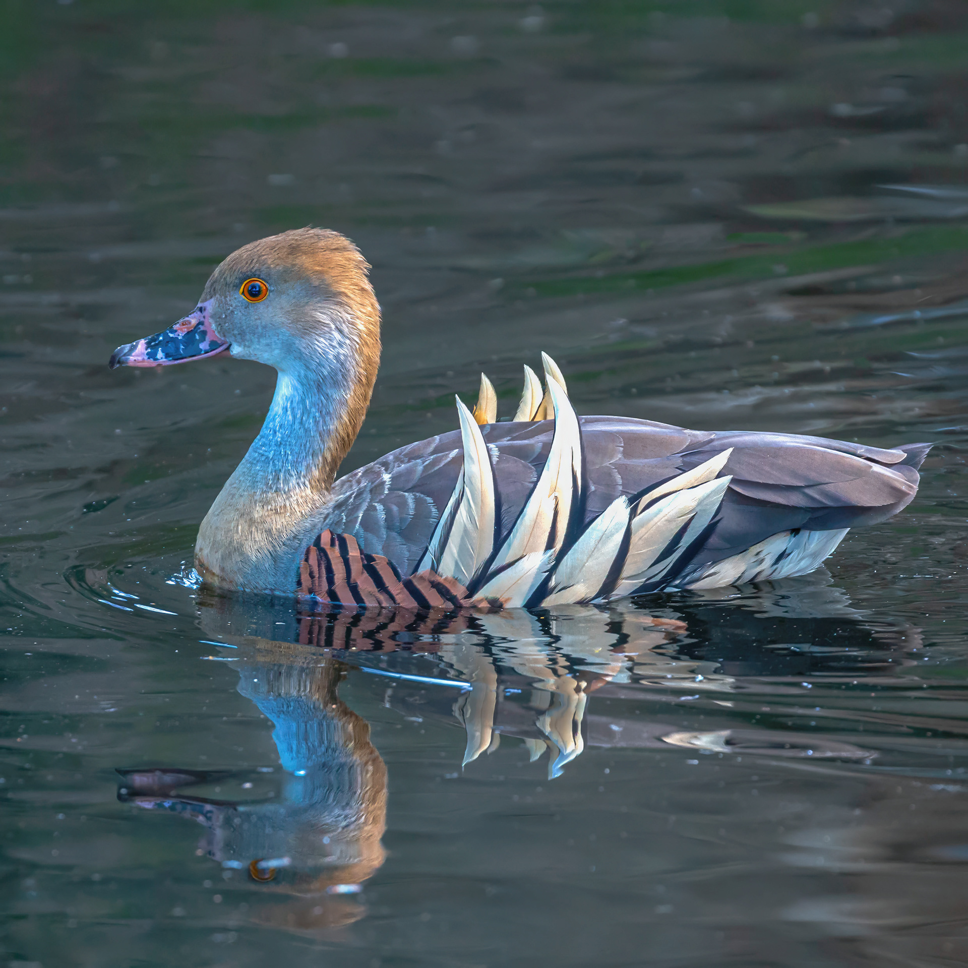 Plumed Whistling-duck