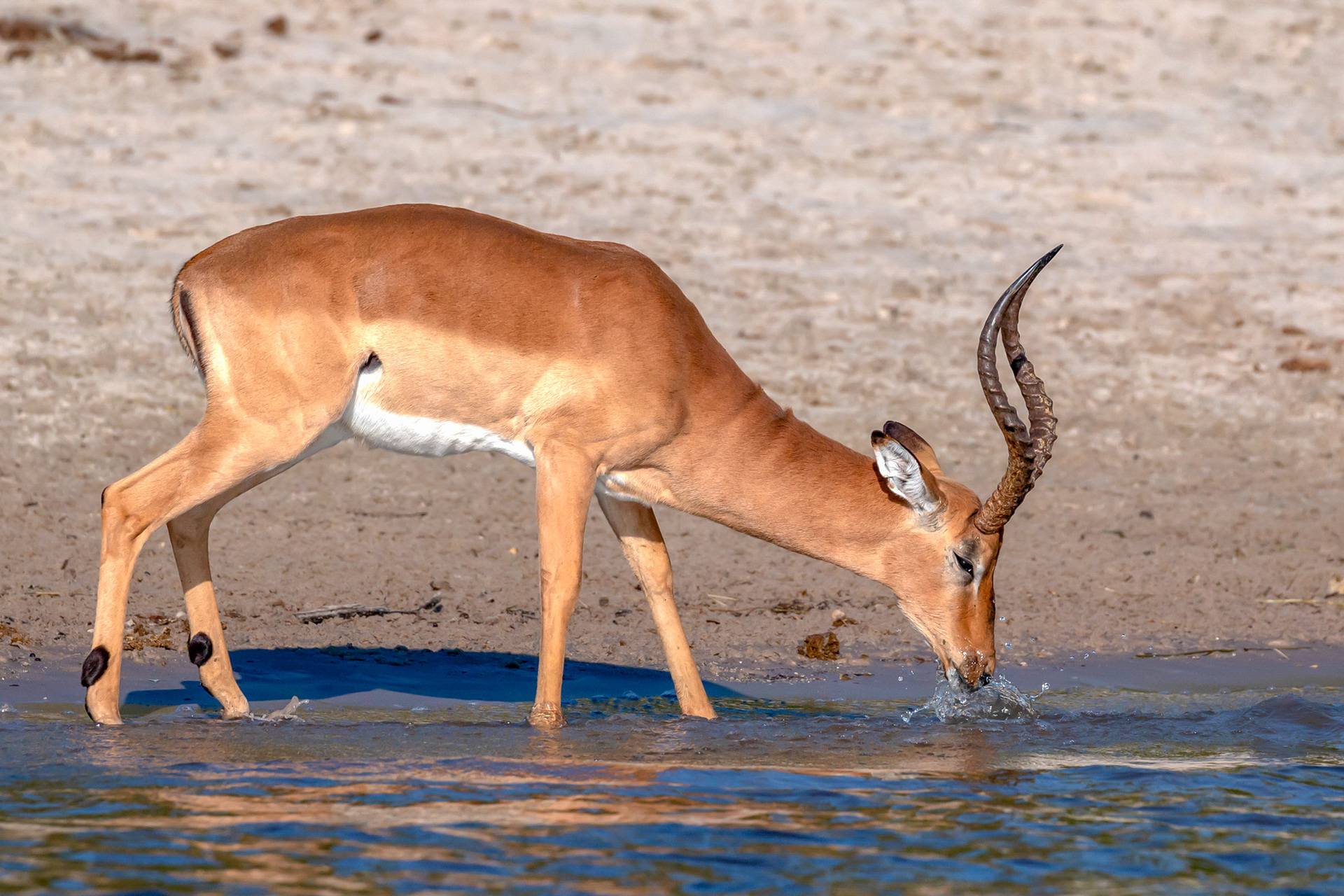 Impala