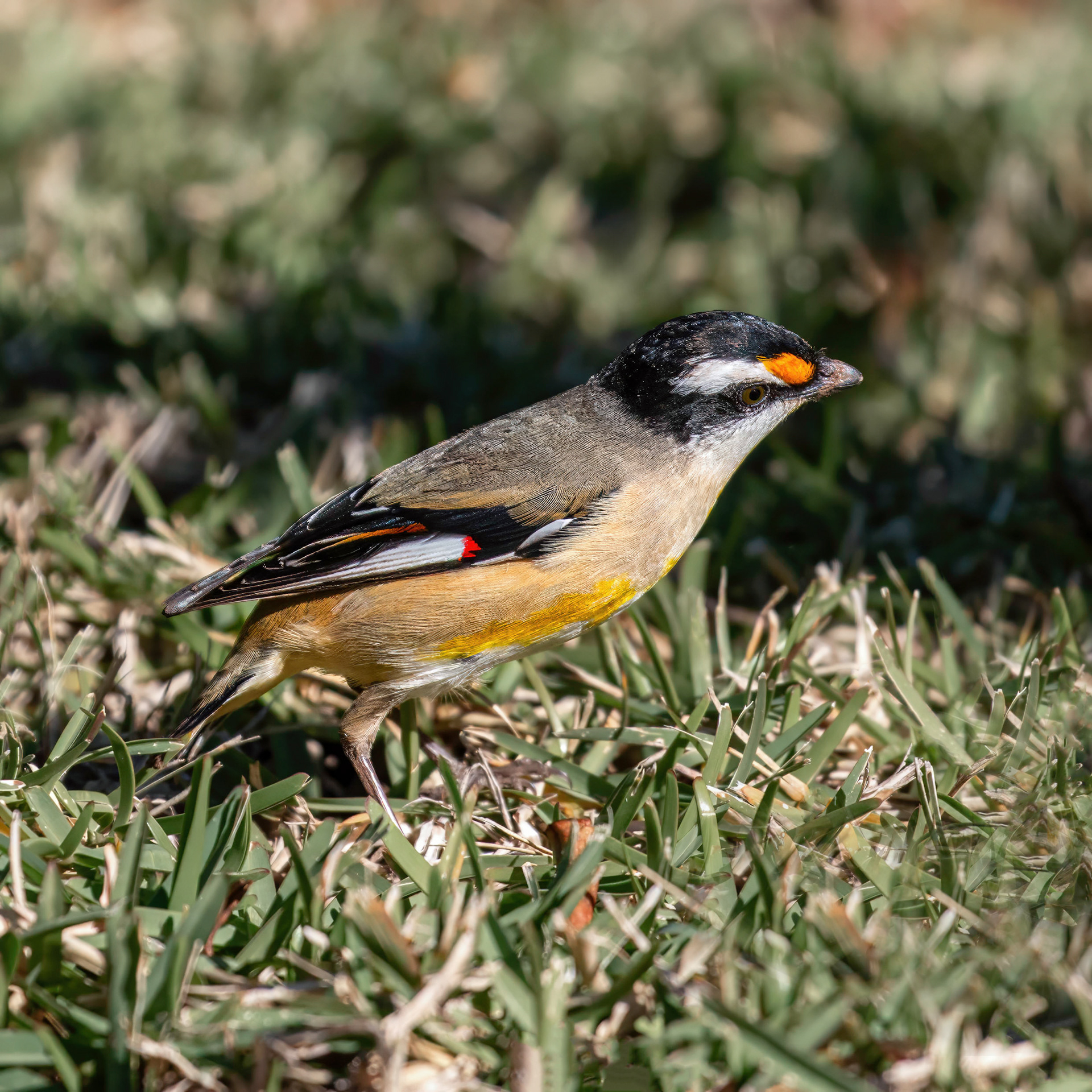 Striated Pardalote