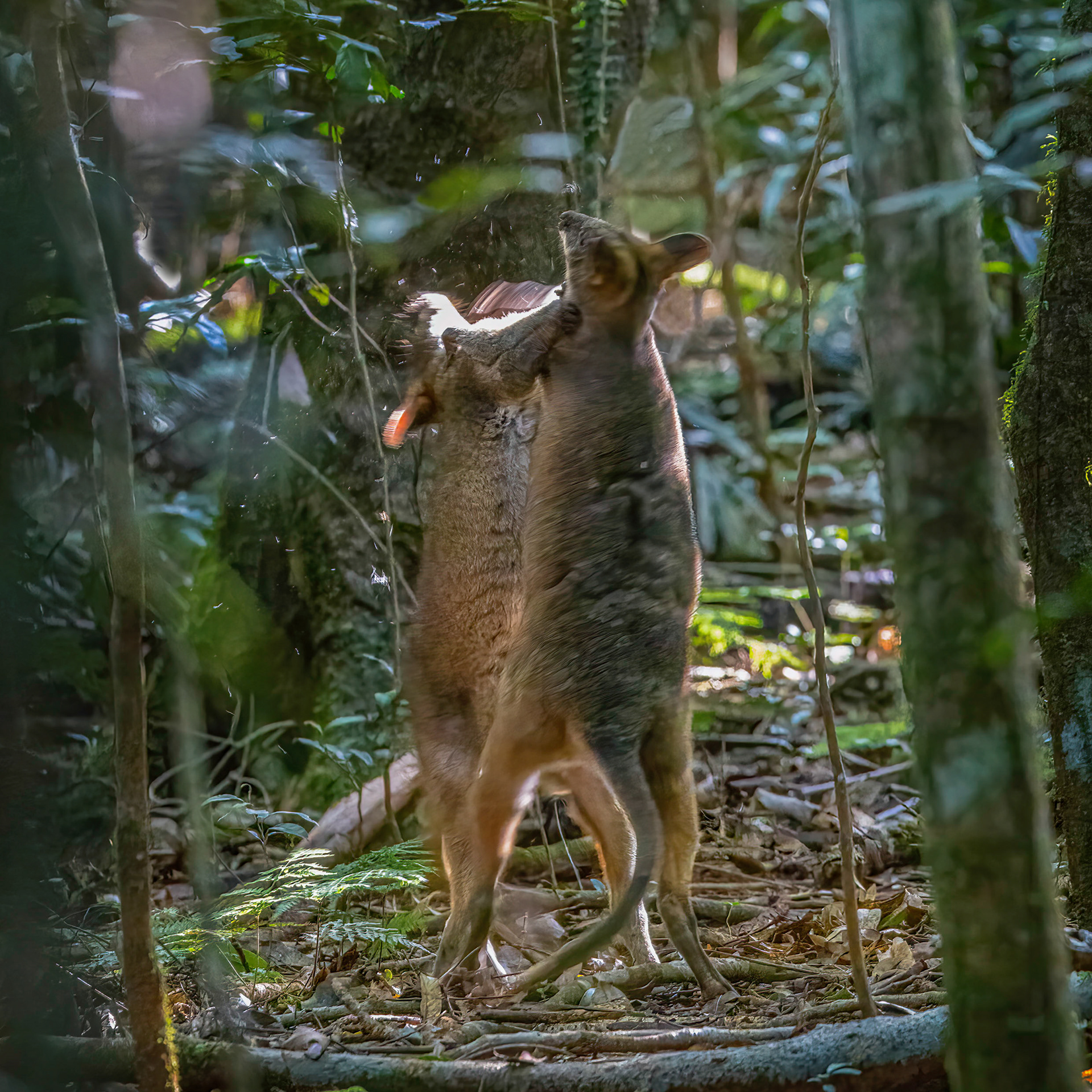 Boxing Pademelons