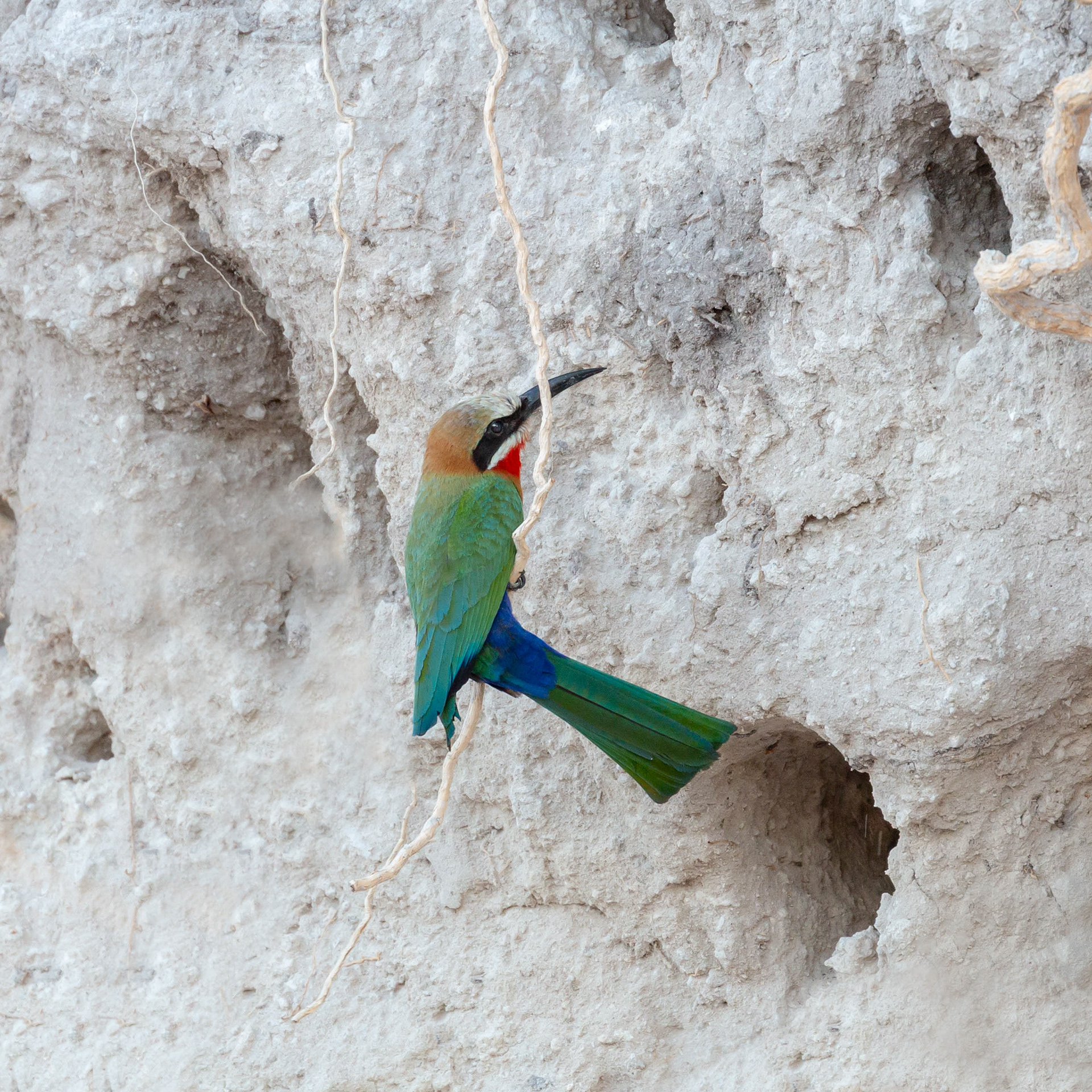 White-fronted Bee-eater
