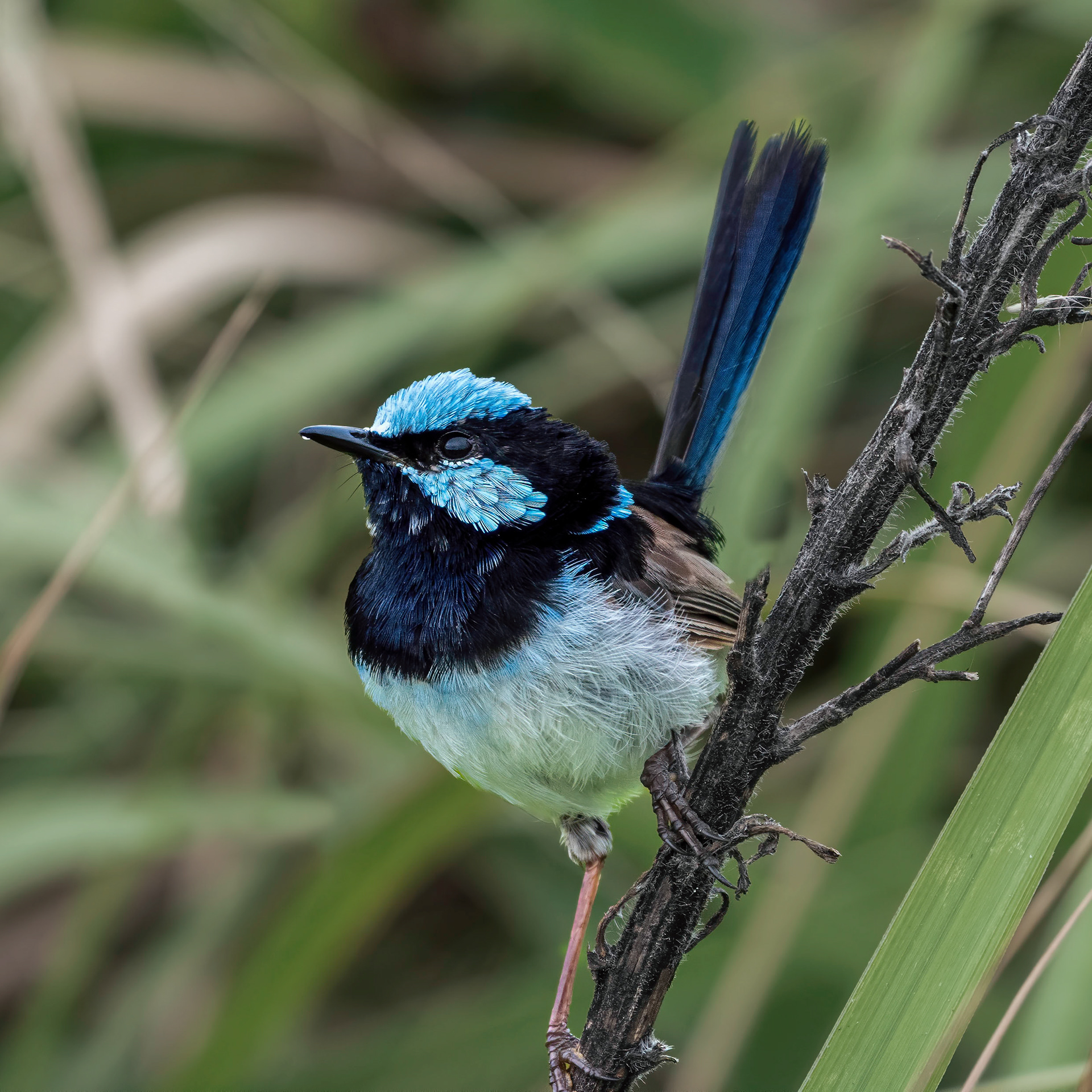 Superb Fairy-wren