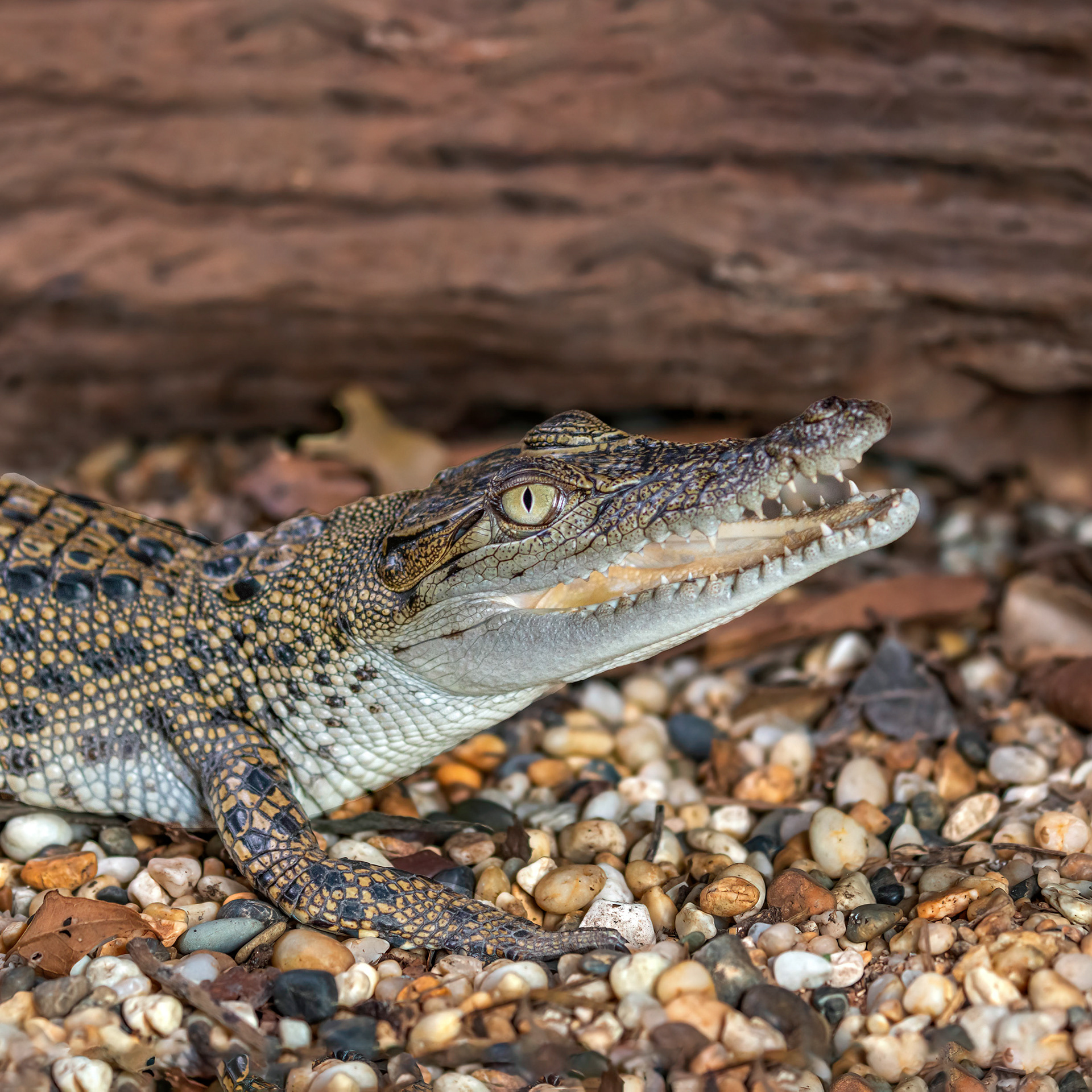 Salt Water Crocodile