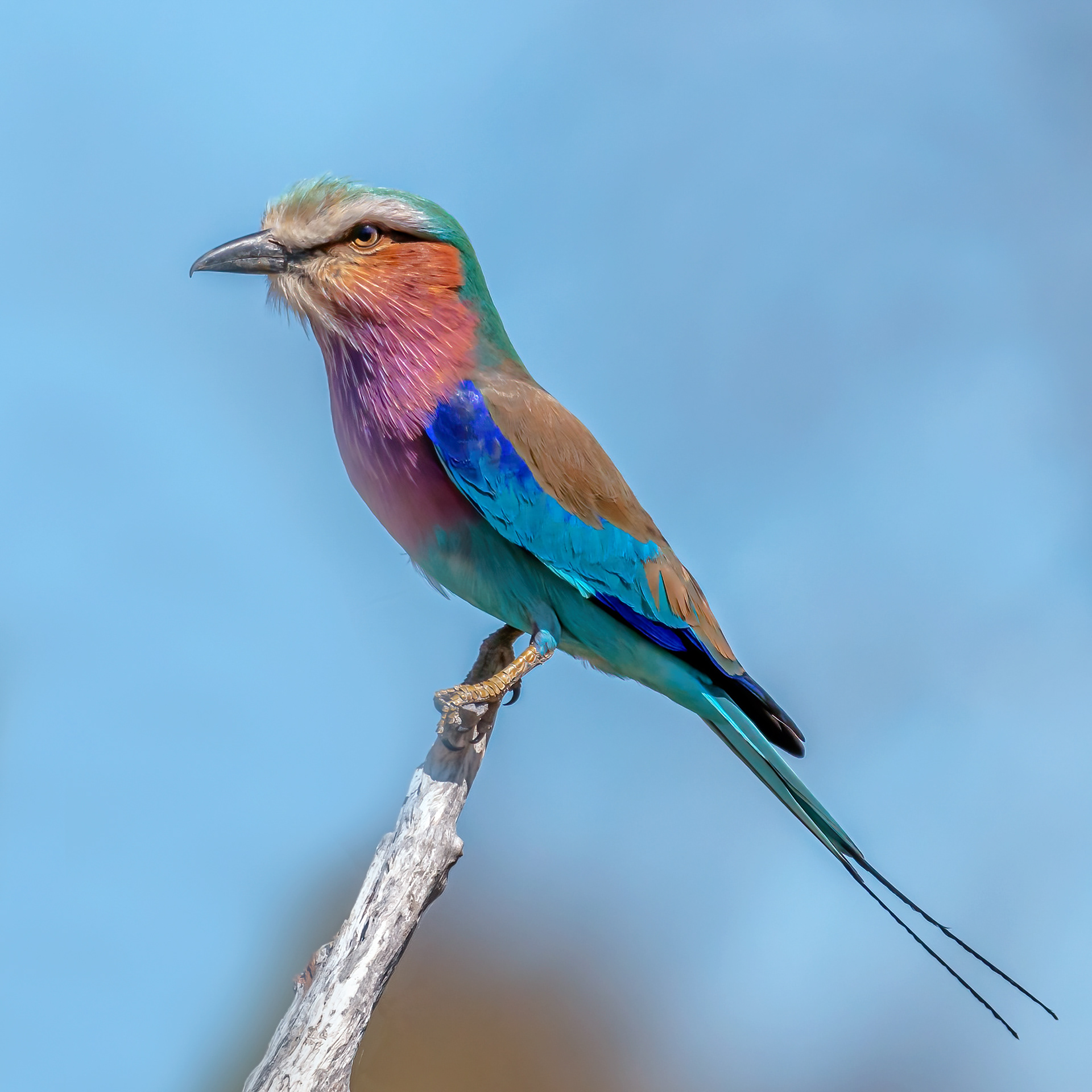 Lilac-breasted Roller