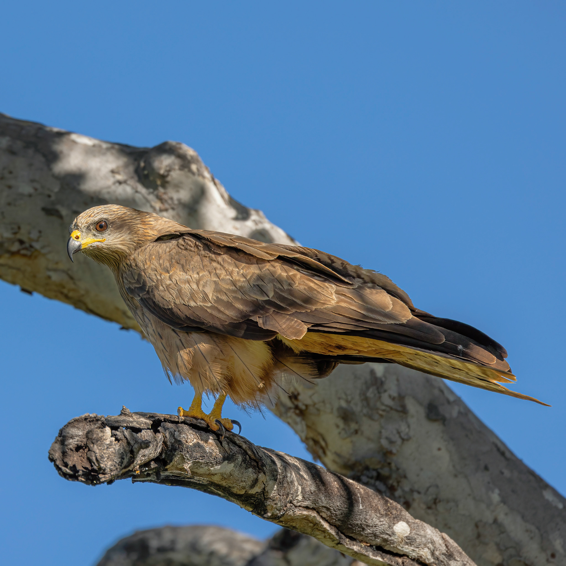 Black Kite
