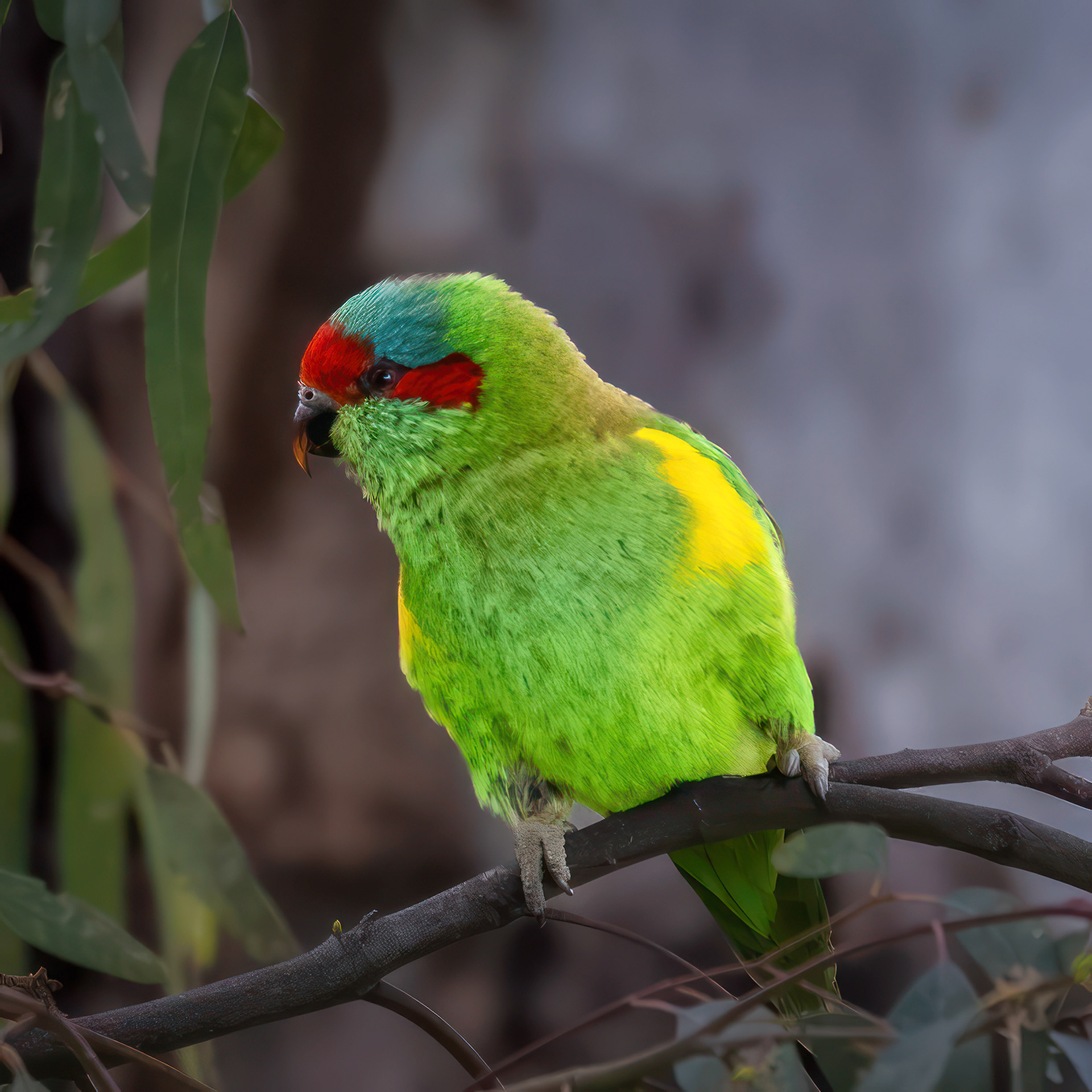 Musk Lorikeet