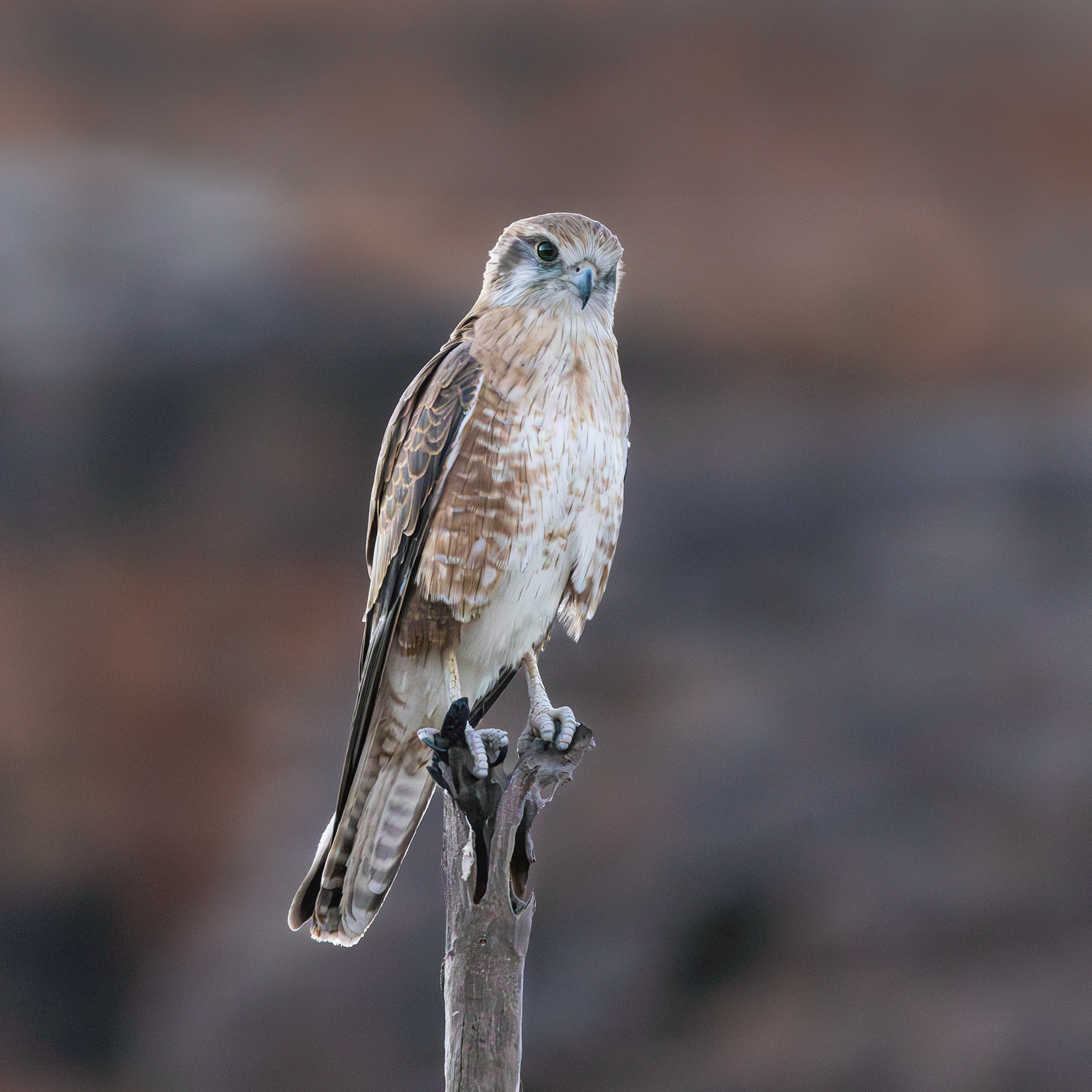 Brown Falcon