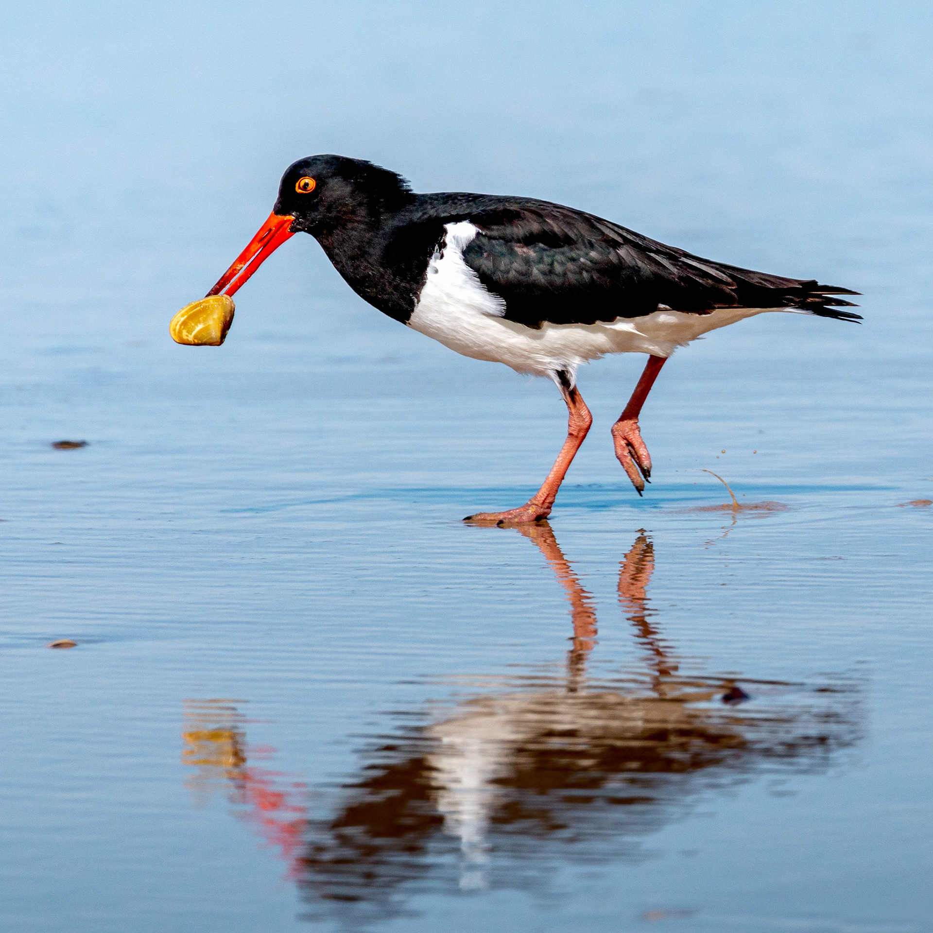 Pied Oystercatcher