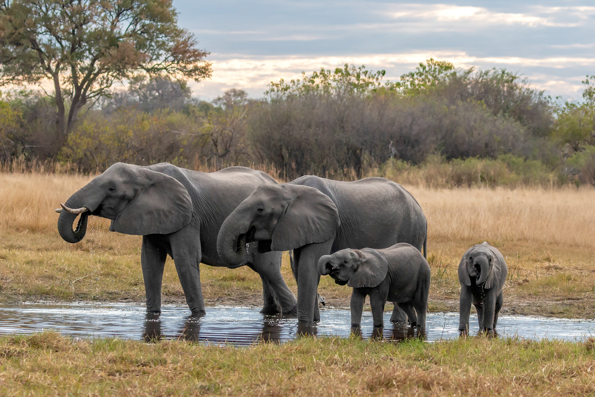 Elephants in Kwara Concession