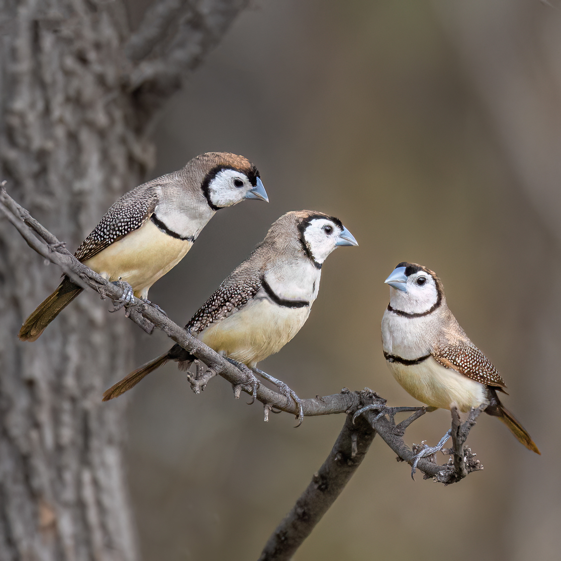 Double-barred Finch