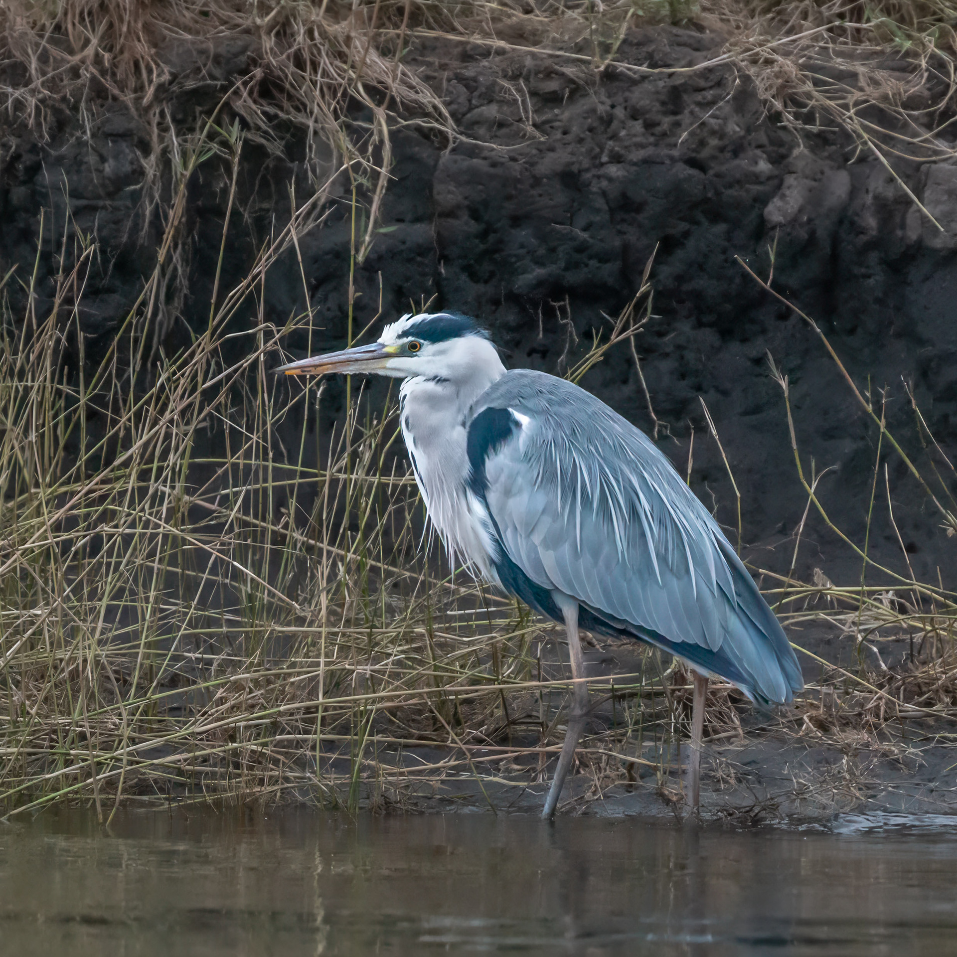 Grey Heron