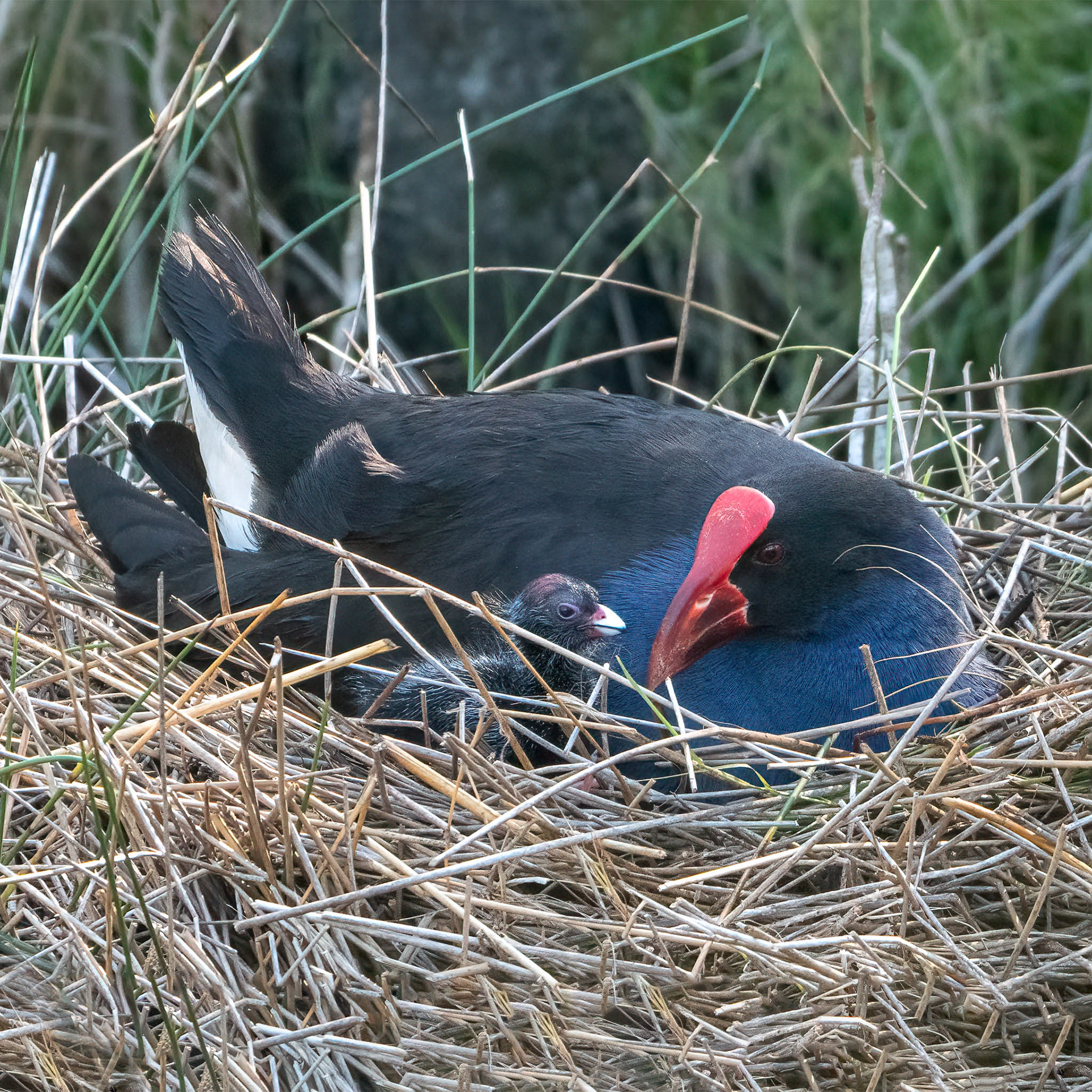Purple Swamphen