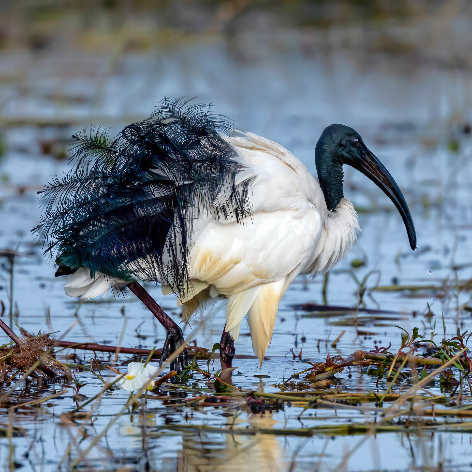 African Scared Ibis 