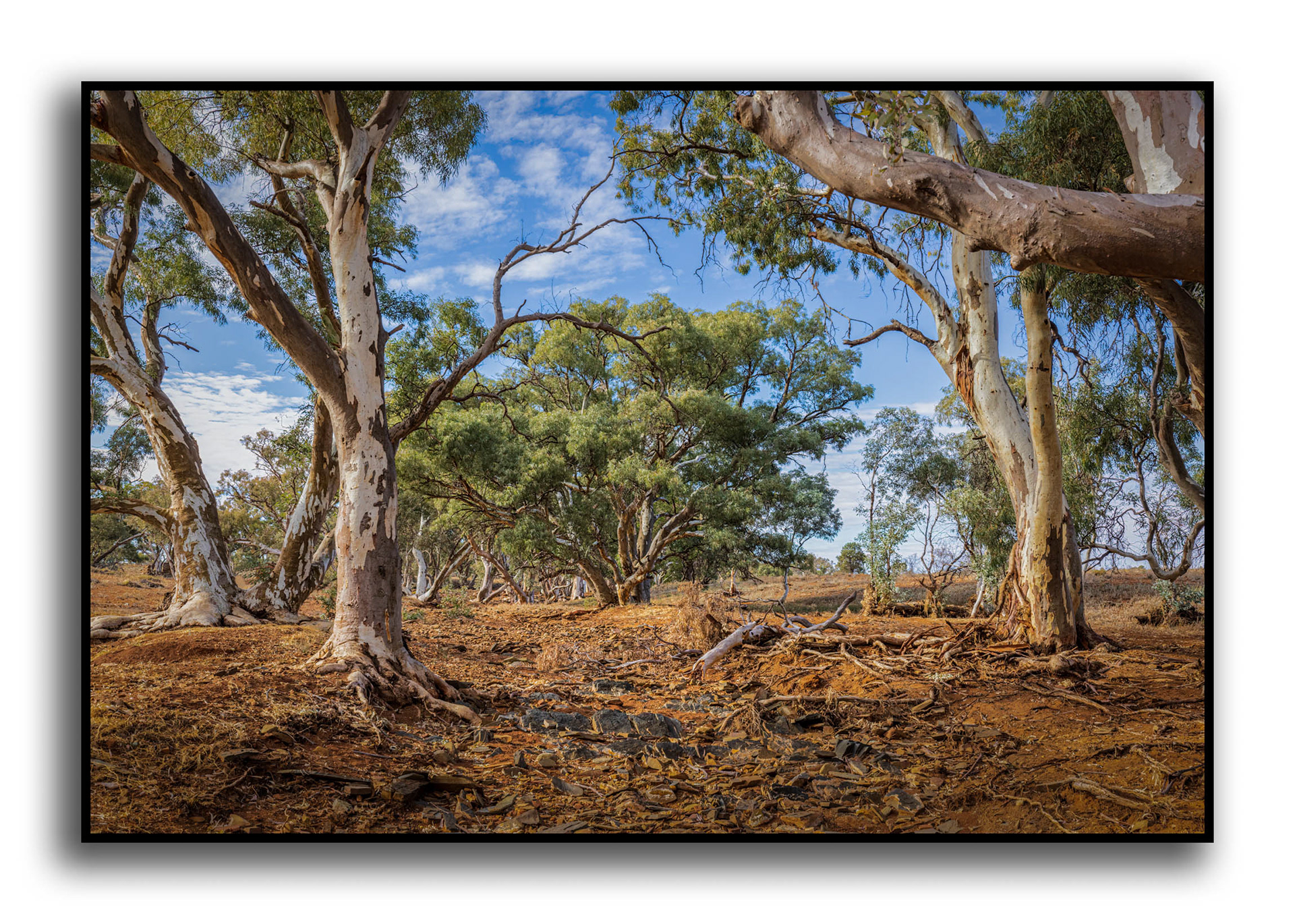 Red River Gums, Flinders Ranges