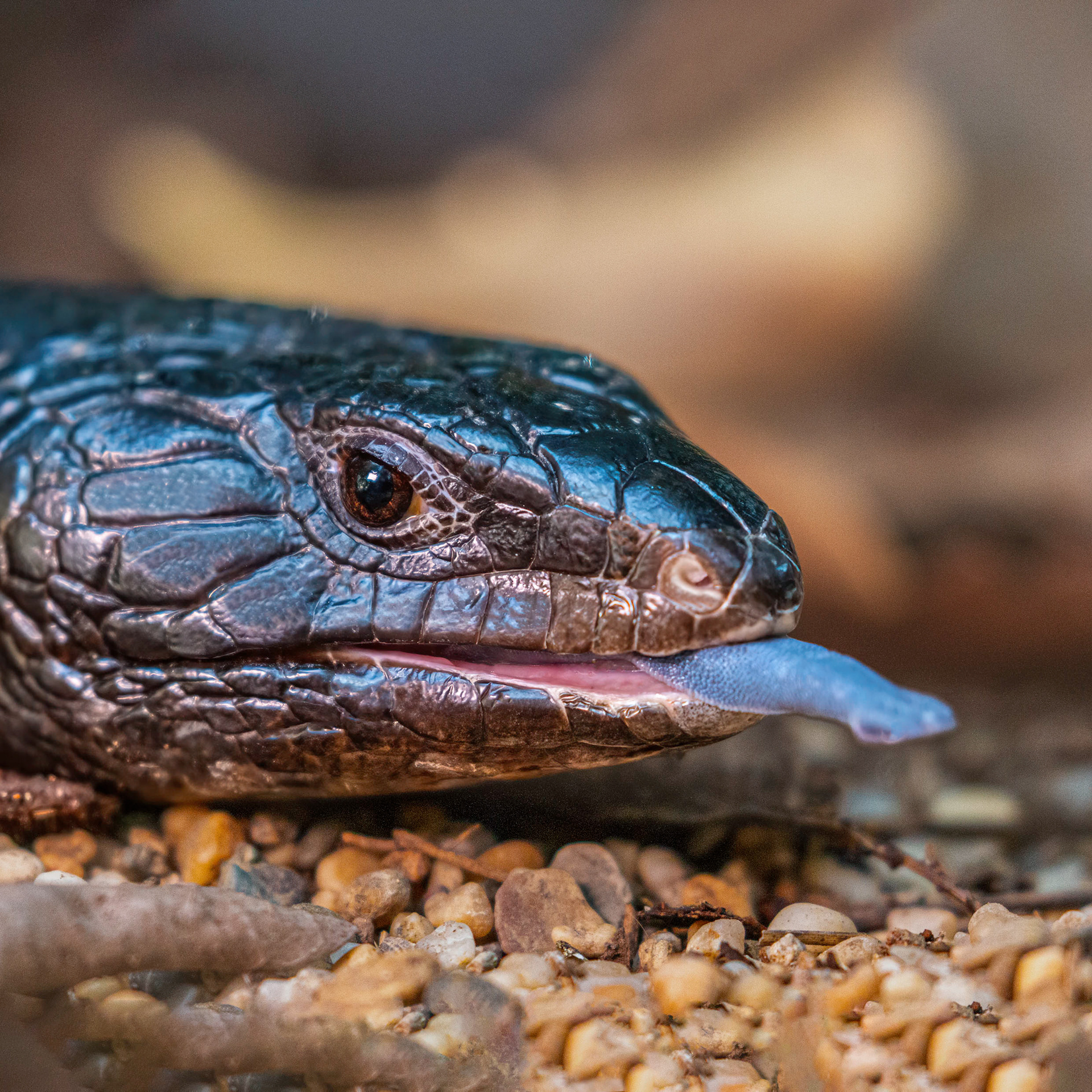 Black Blue-tongue Lizard
