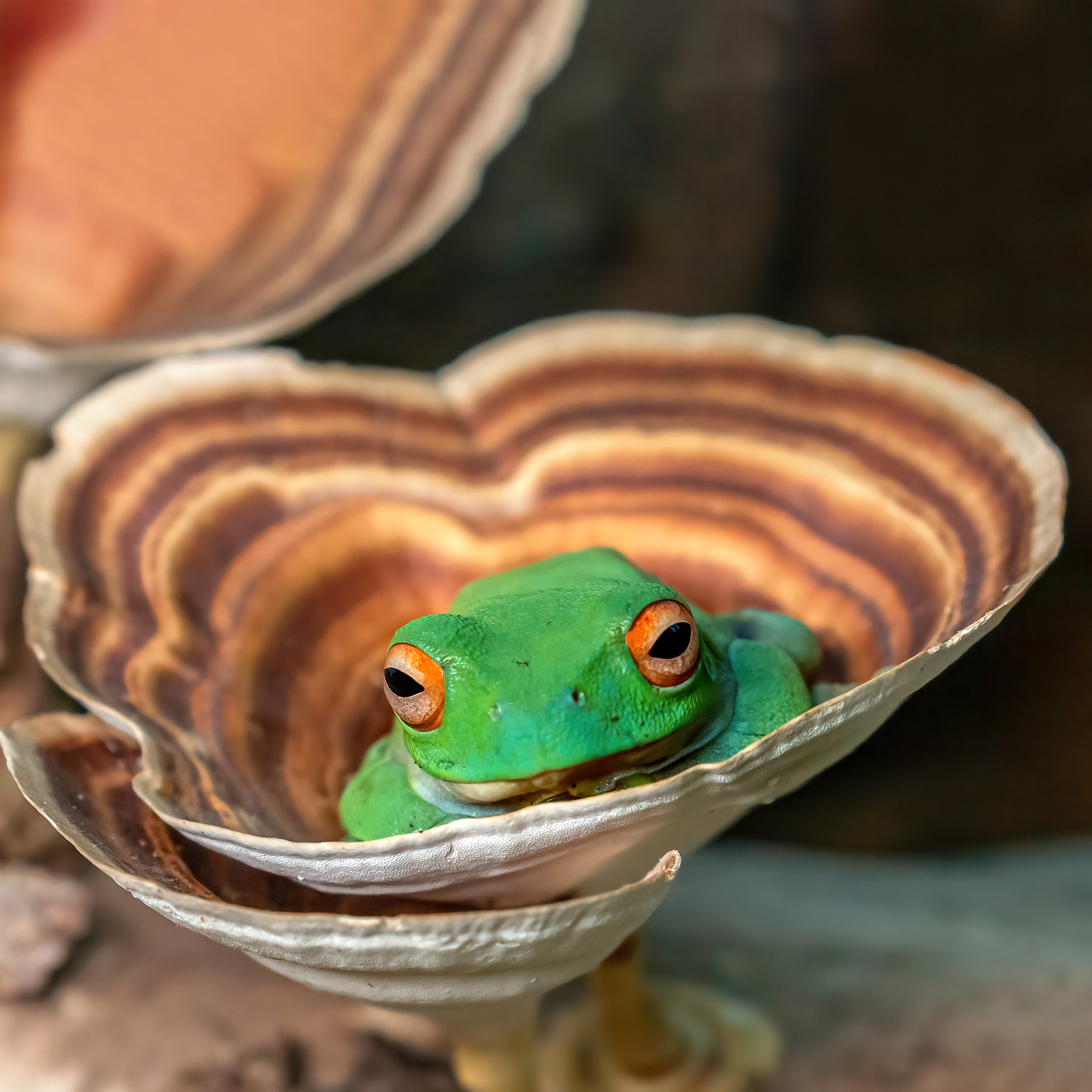 Green Tree Frog