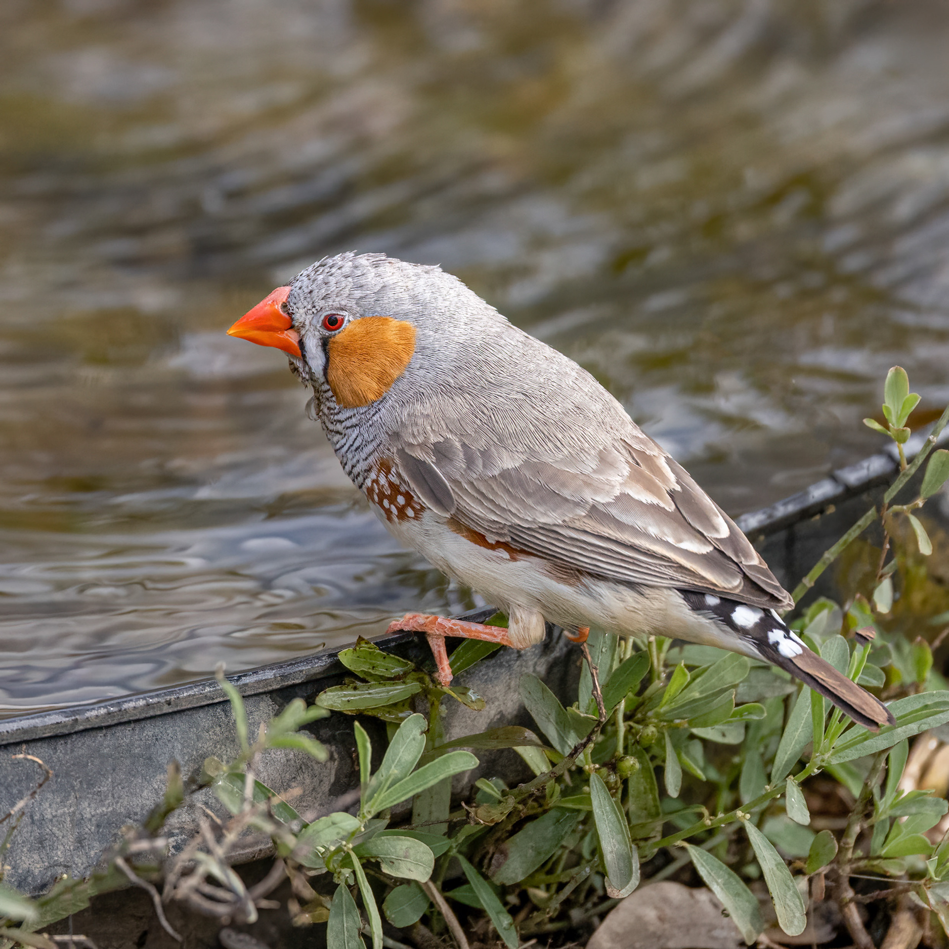 Zebra Finch