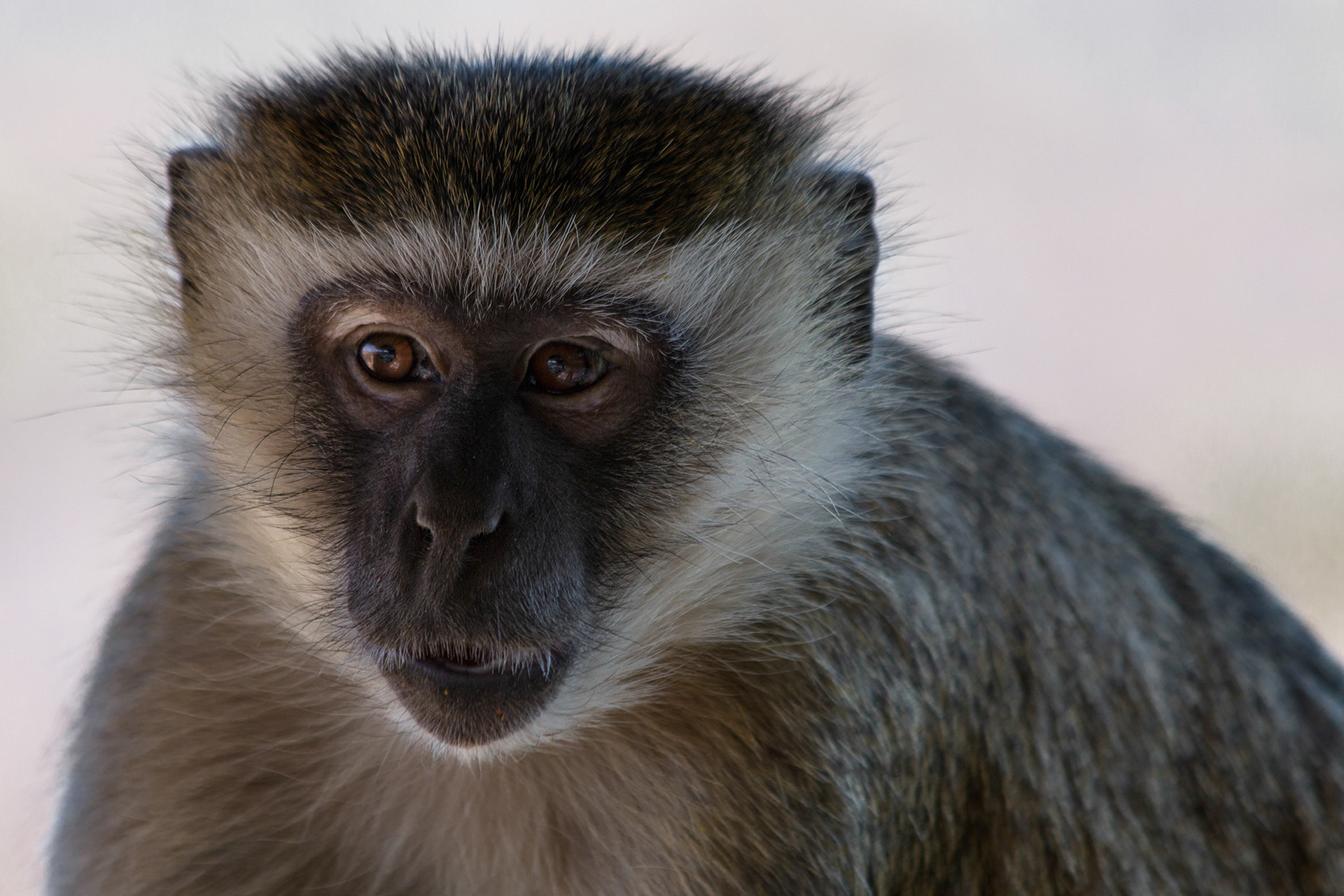 Vervet Monkey