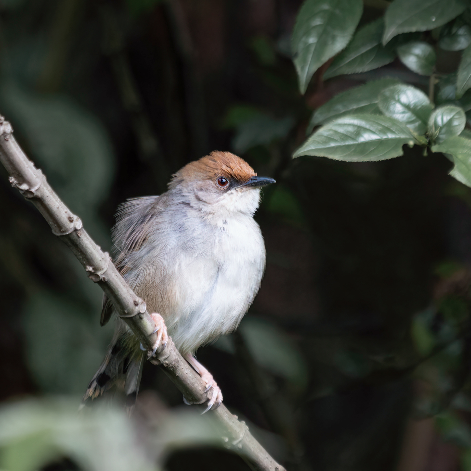 Chubb's Cisticola 