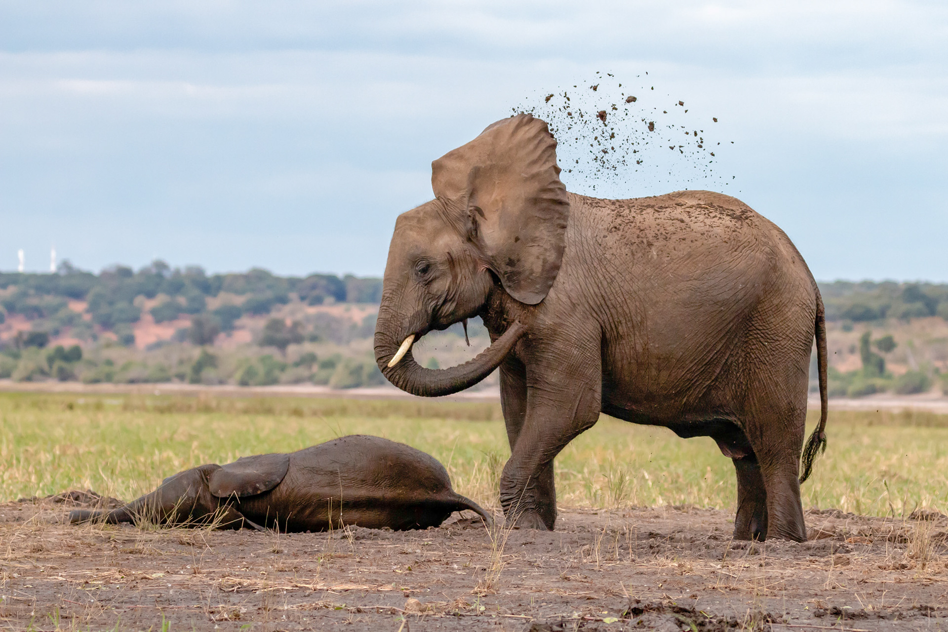 Elephant mud bath