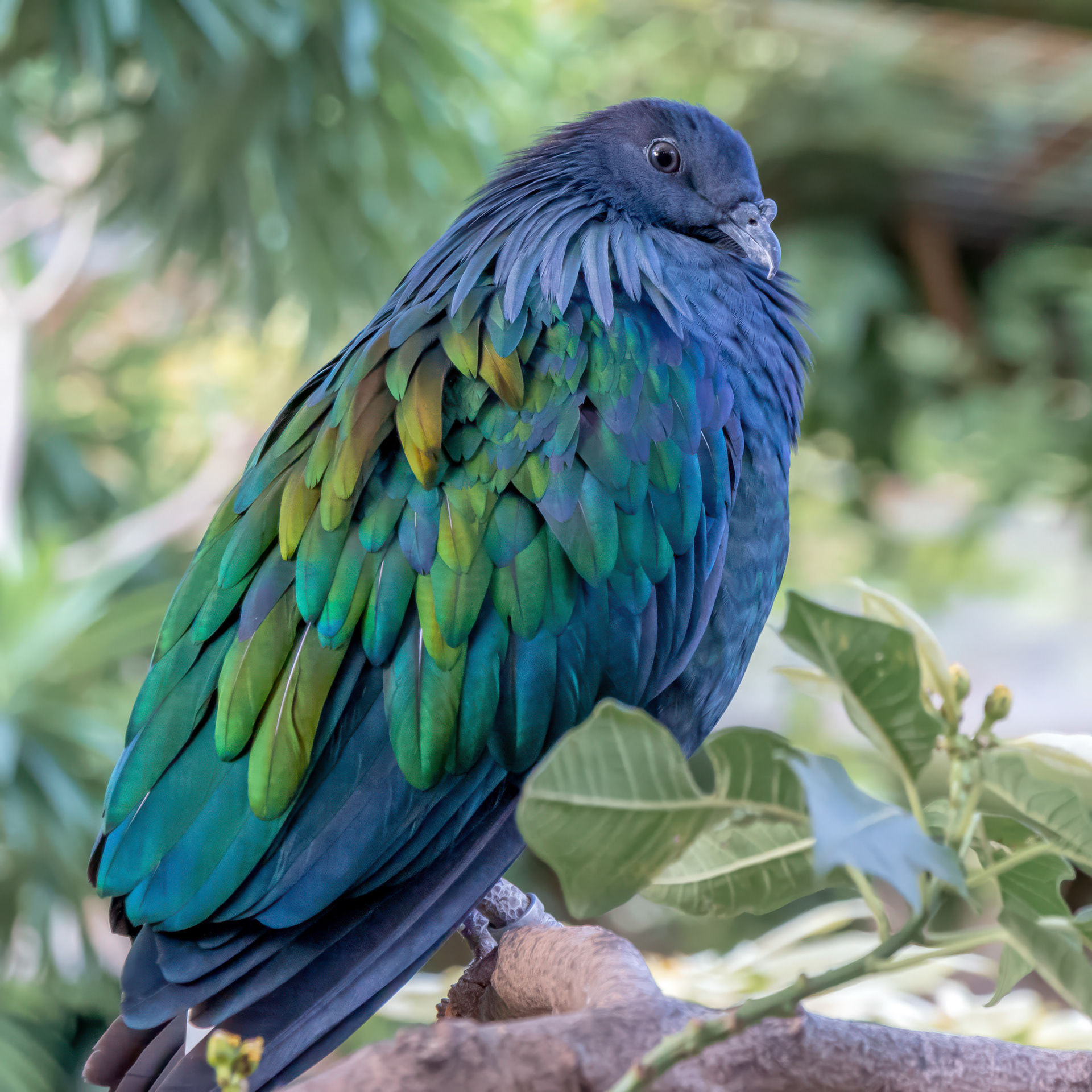 Nicobar Pigeon 