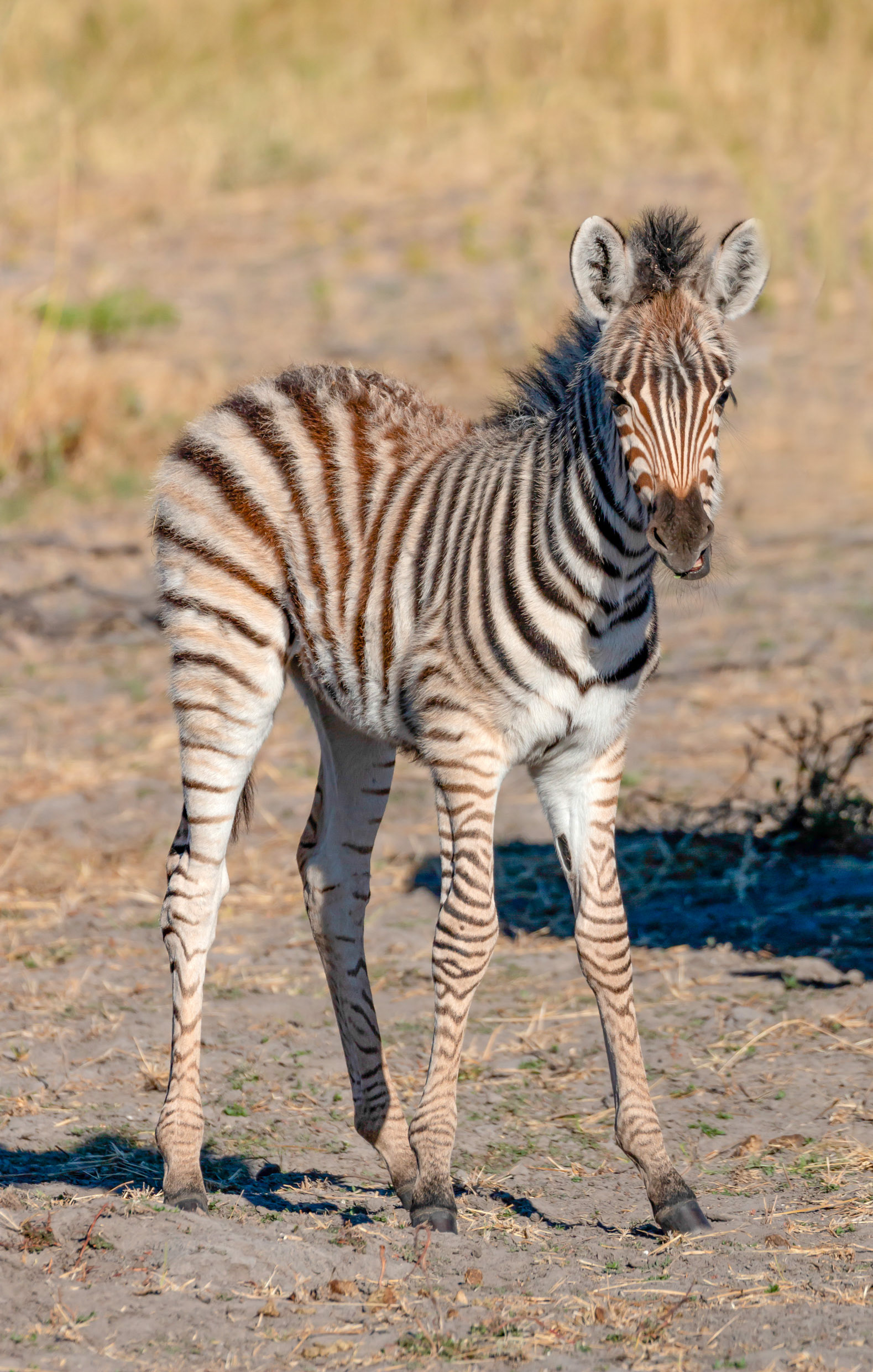 Zebra foal