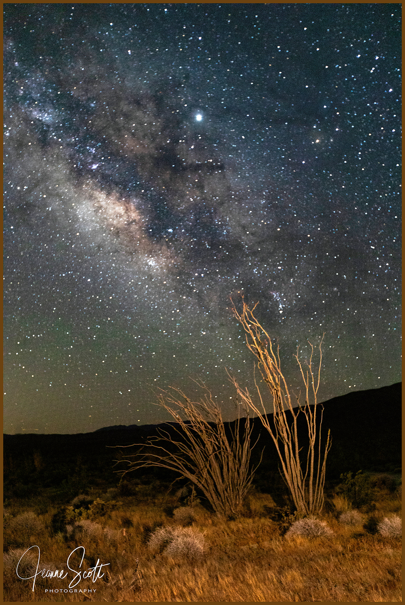 Milky Way and Ocotillos, Borrego Springs, California