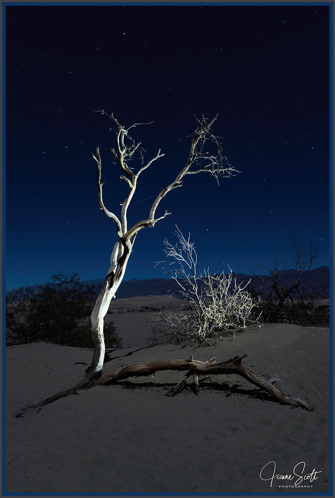 Ghost-like tree in Death Valley