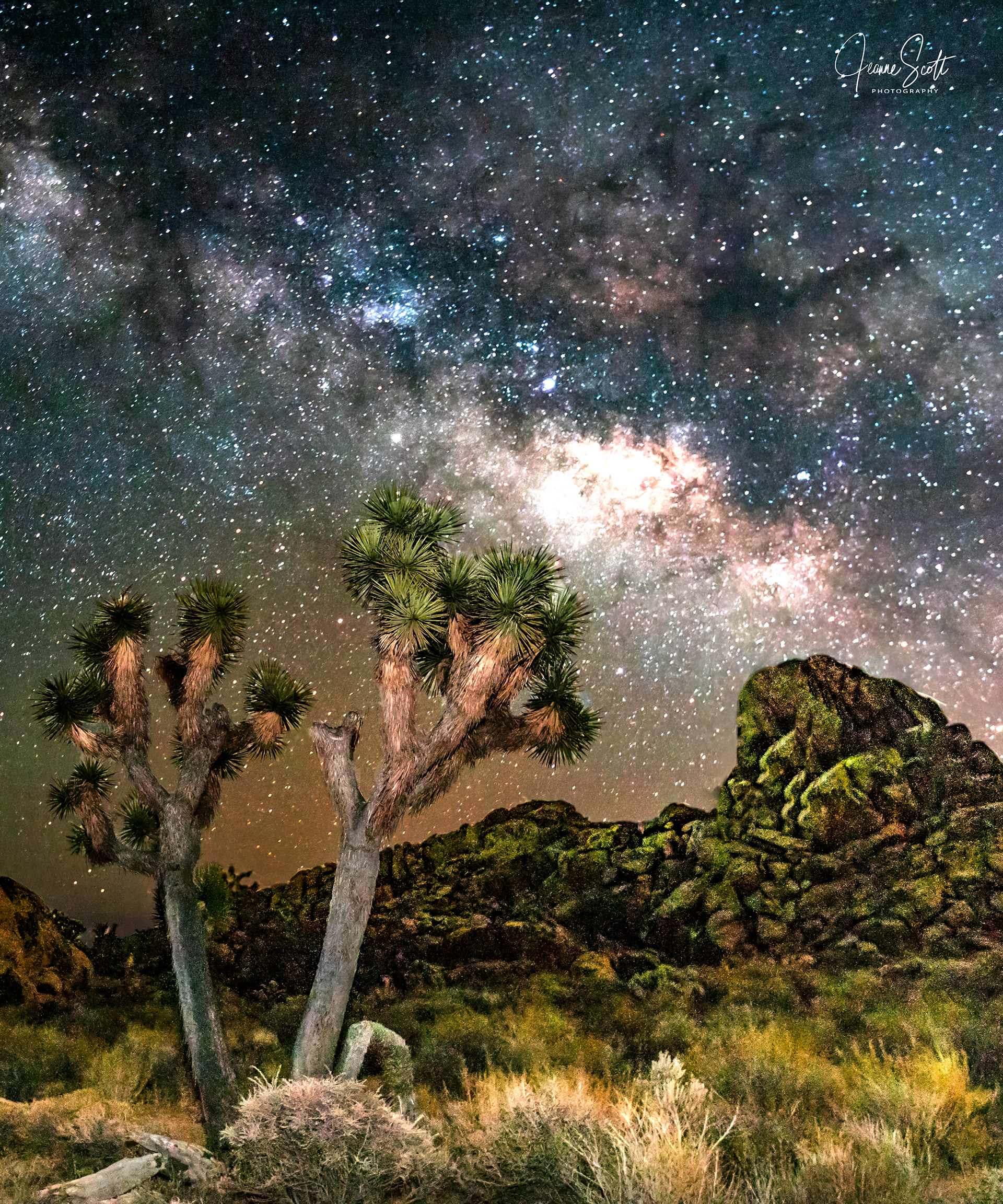 Milky Way with Joshua Trees, Joshua Tree National Park, California