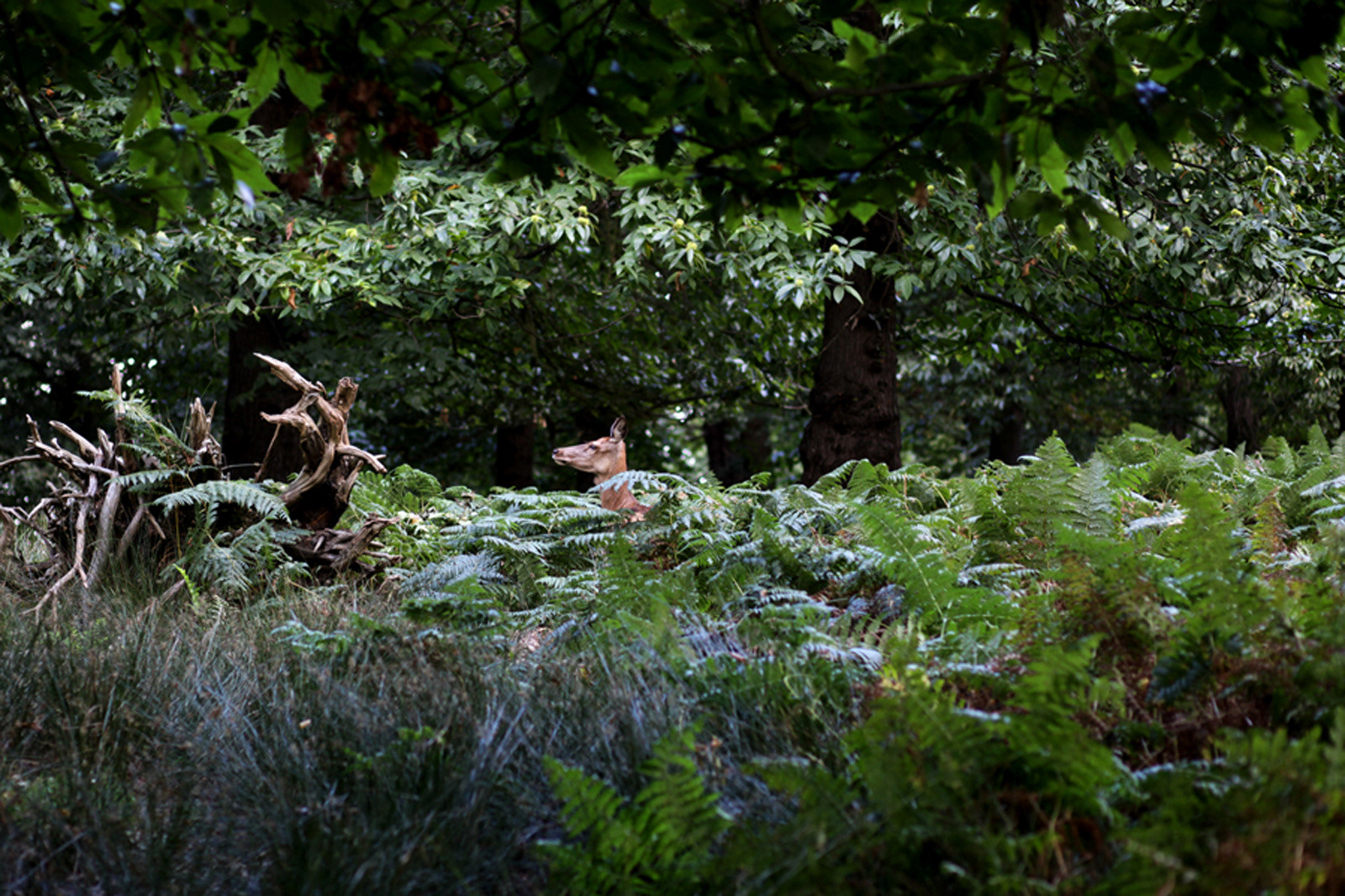 medium format analog shoot for O'logy Boozine